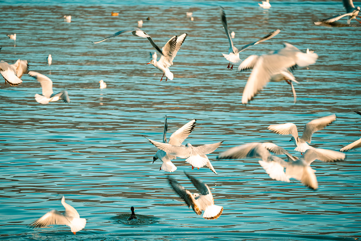 群鸟飞过湖面的描写