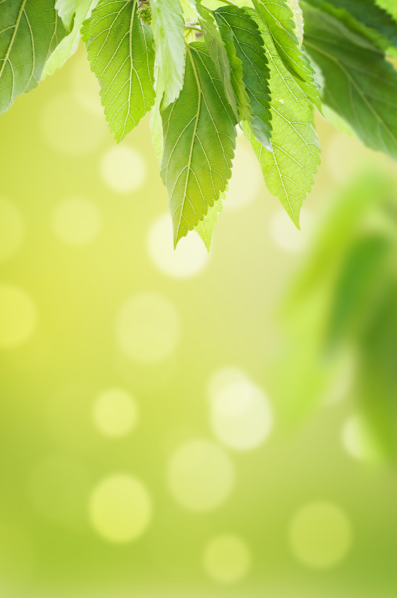 叶子的结构与功能：光合作用、呼吸作用和更多