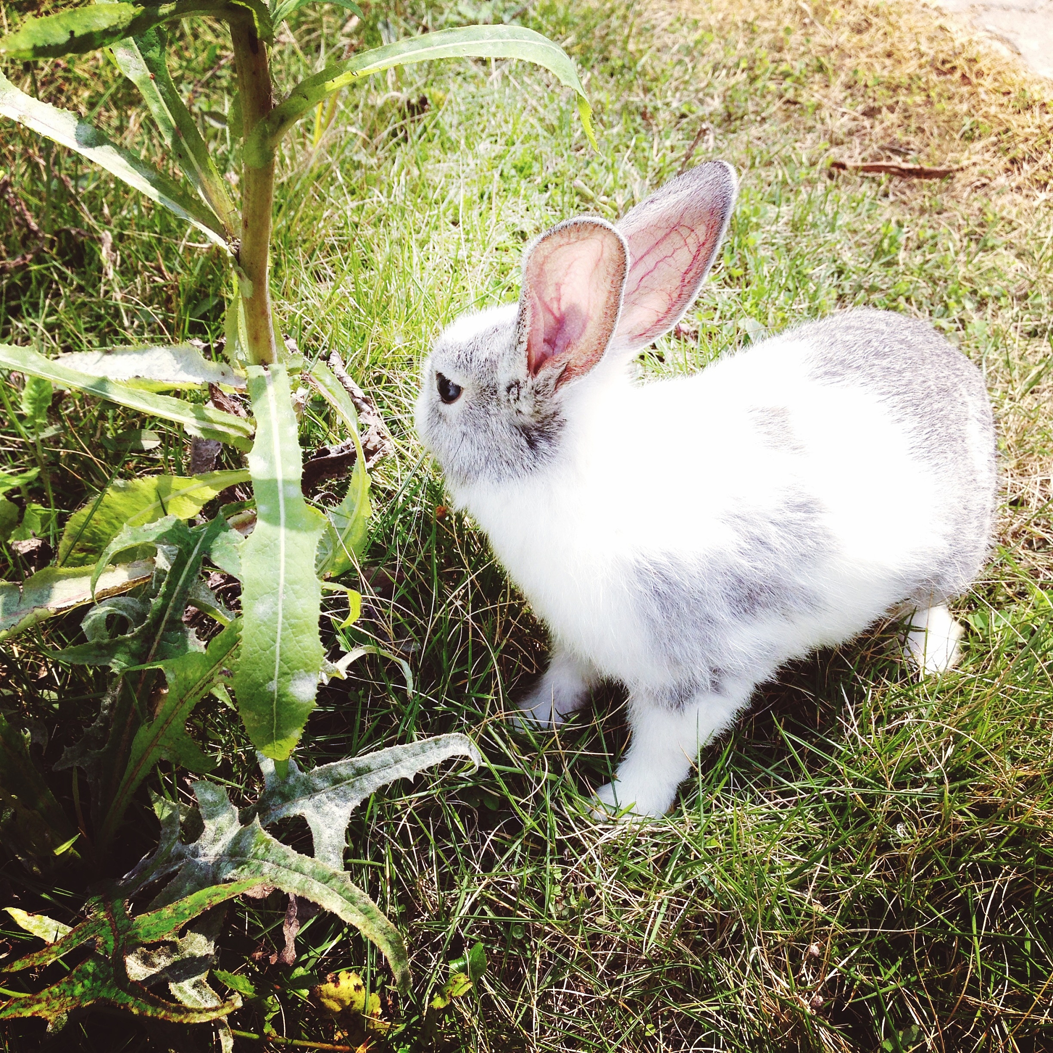 兔子尿在人身上意味着什么