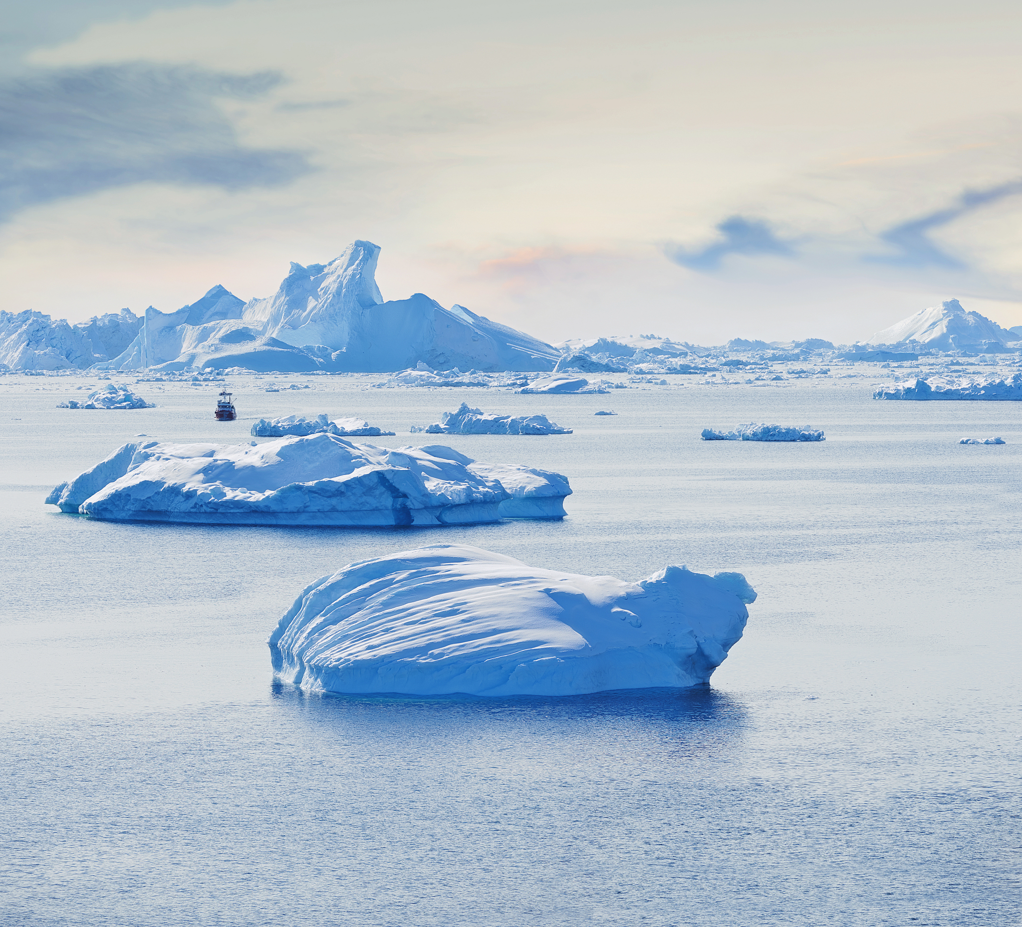arctic beauty