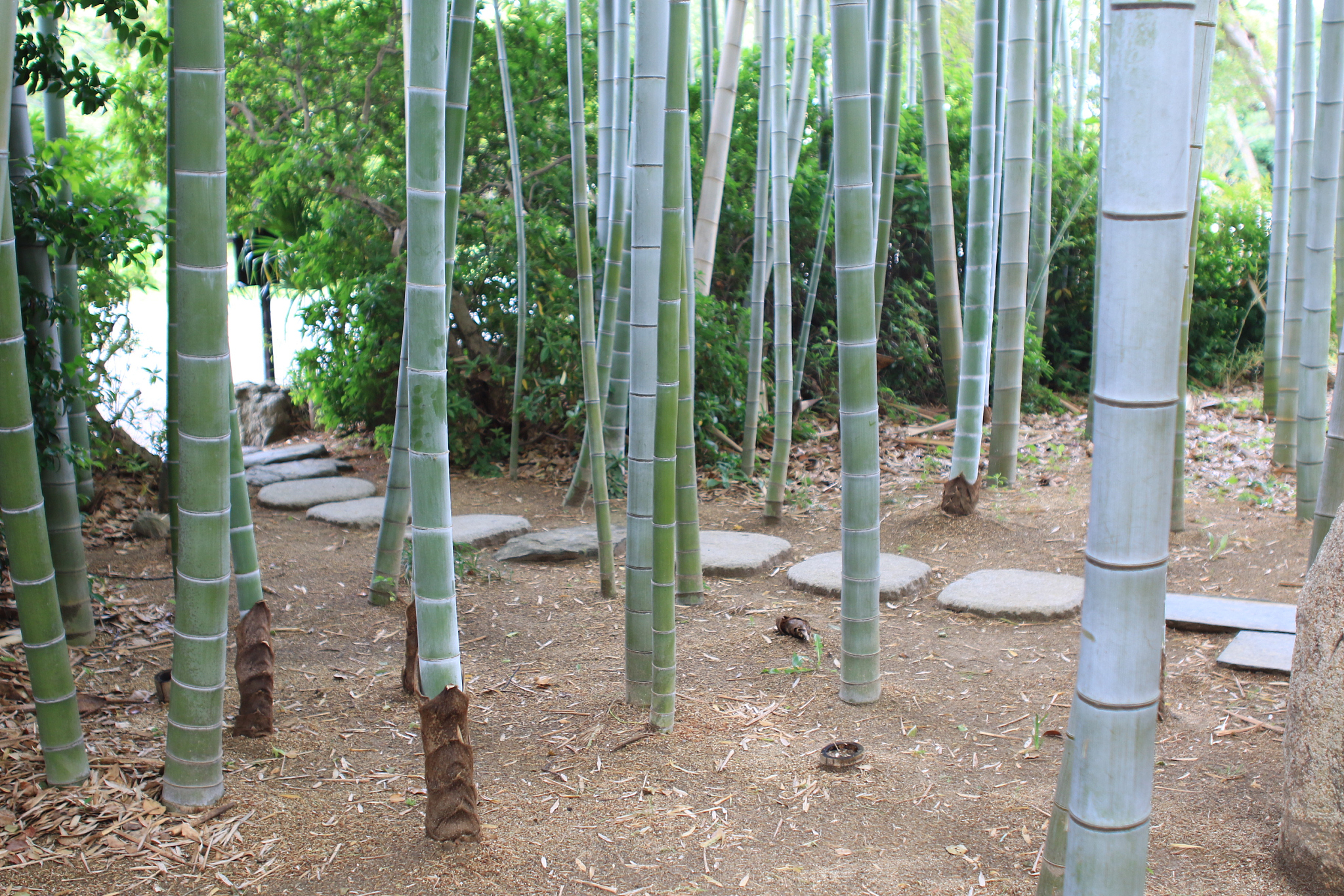 bamboos growing on field