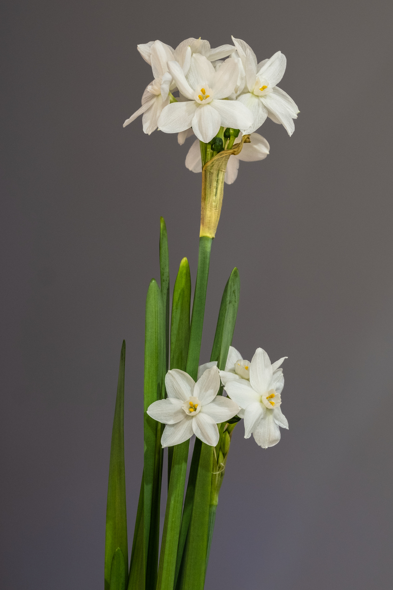 请帮我写1篇不少于750汉字的博客文章语言要幽默接地气。主题是：姜花的花语和寓意关于姜花的象征意义