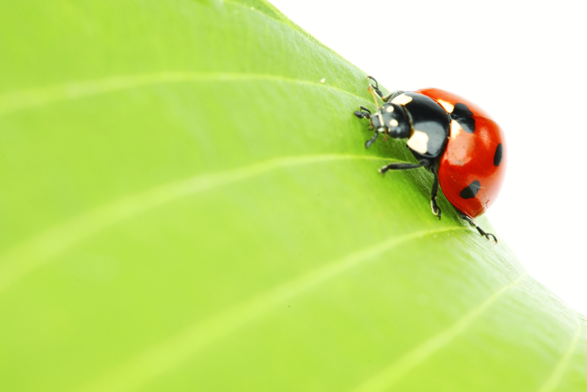 ladybug on leaf
