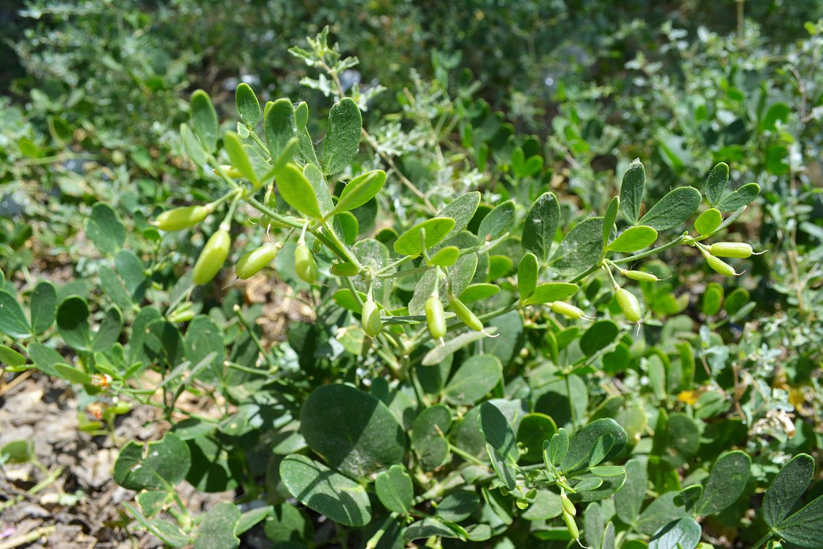 请作为科研人员写一下巫山淫羊藿绿色栽培新技术的先进性