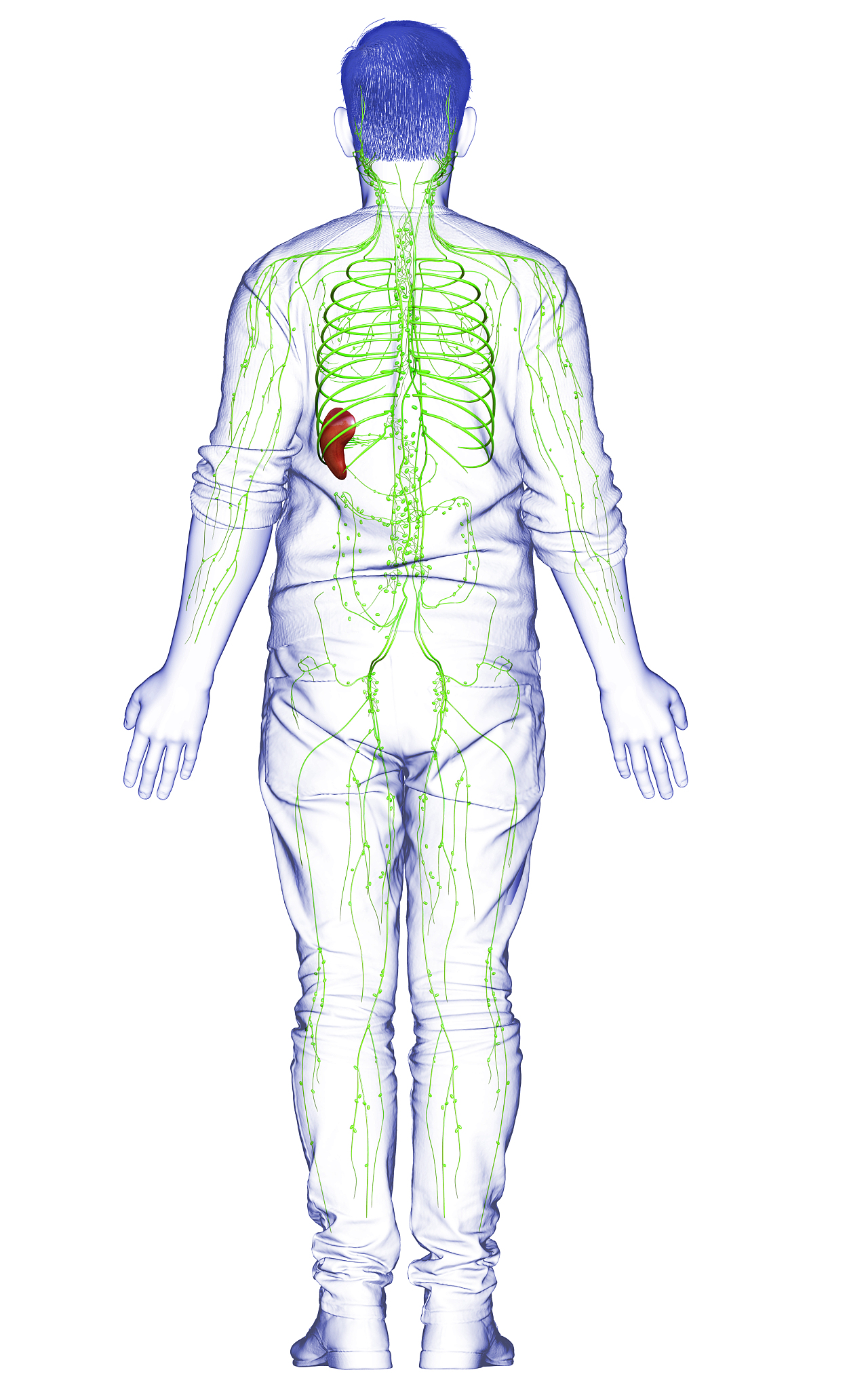 淋巴代谢：什么是淋巴代谢？淋巴系统的作用