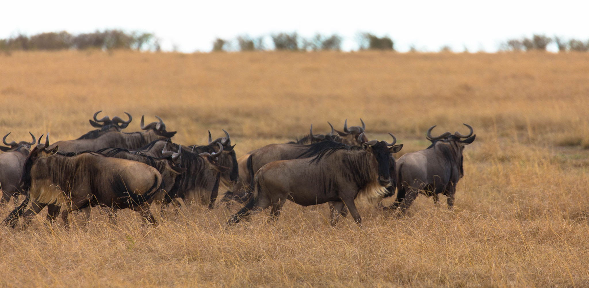 moving herd during wildebeest great migration in masai mara, ken