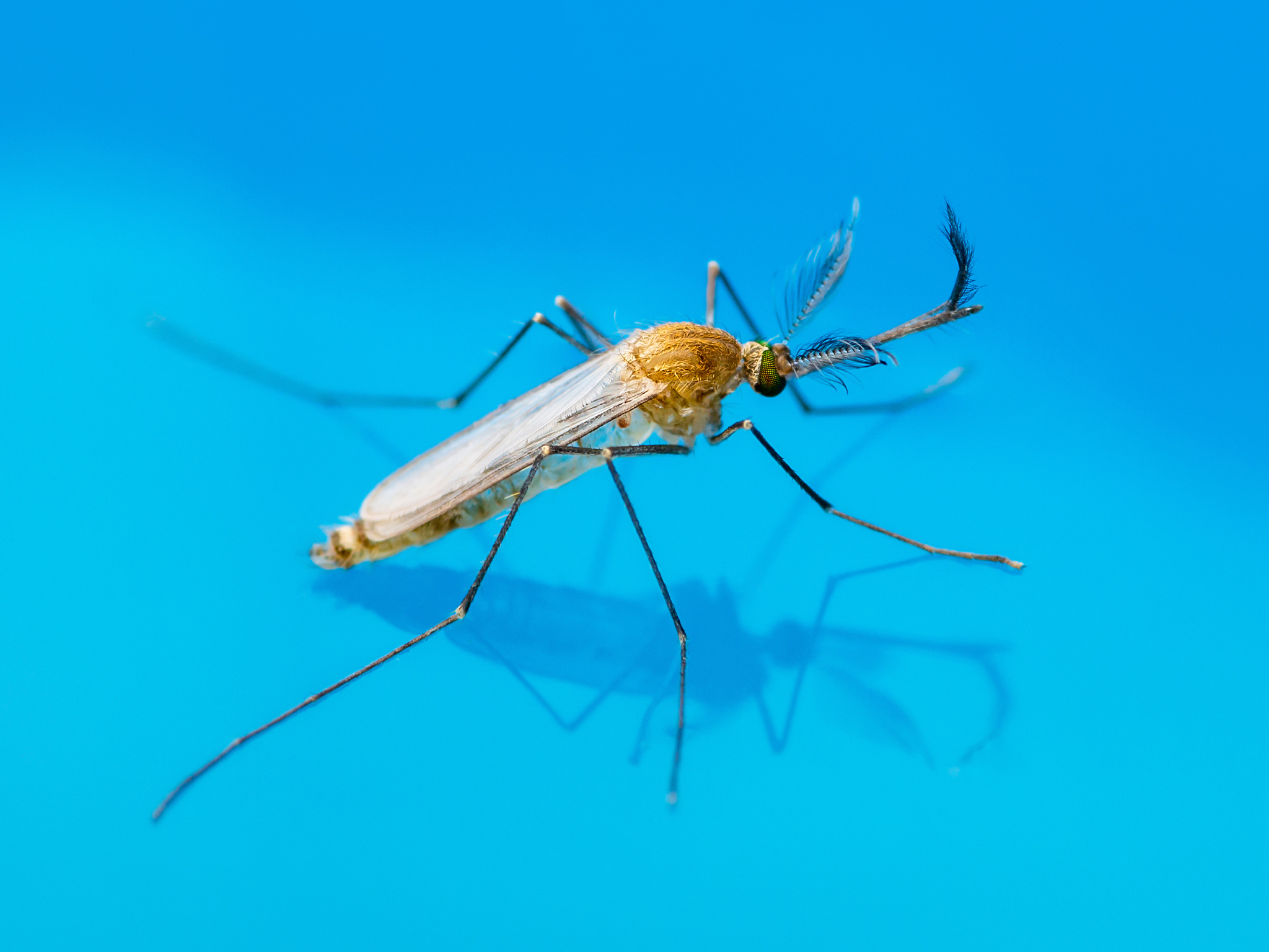 为什么水灾之后会有瘟疫举例子