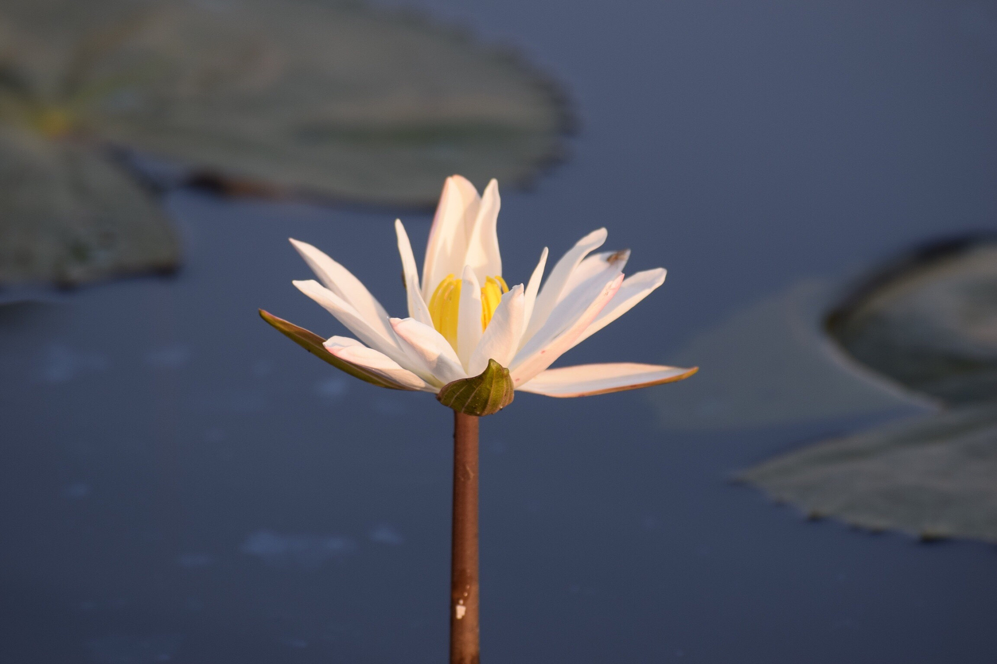 走过四季，见过风雨：如何理解内心淡定与从容的美景？