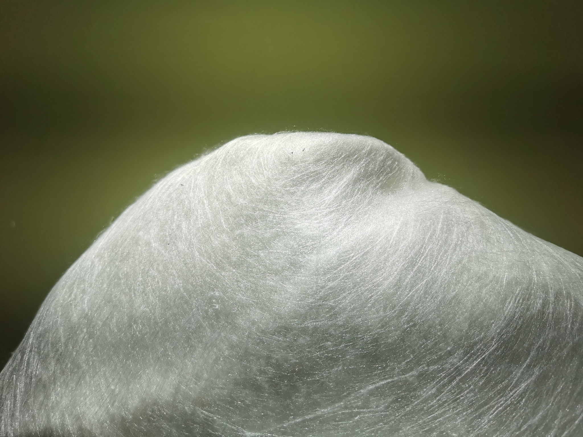 四川省蚕丝学校地址在哪里