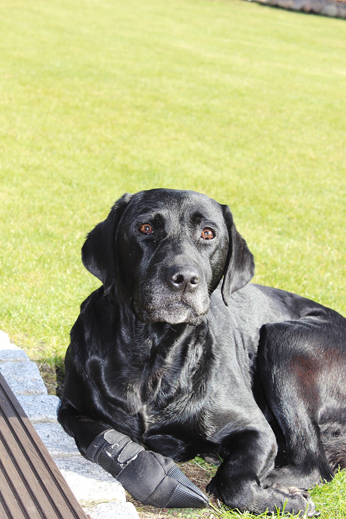 江苏省海安双楼中等专业学校宠物养护与驯导专业前景分析