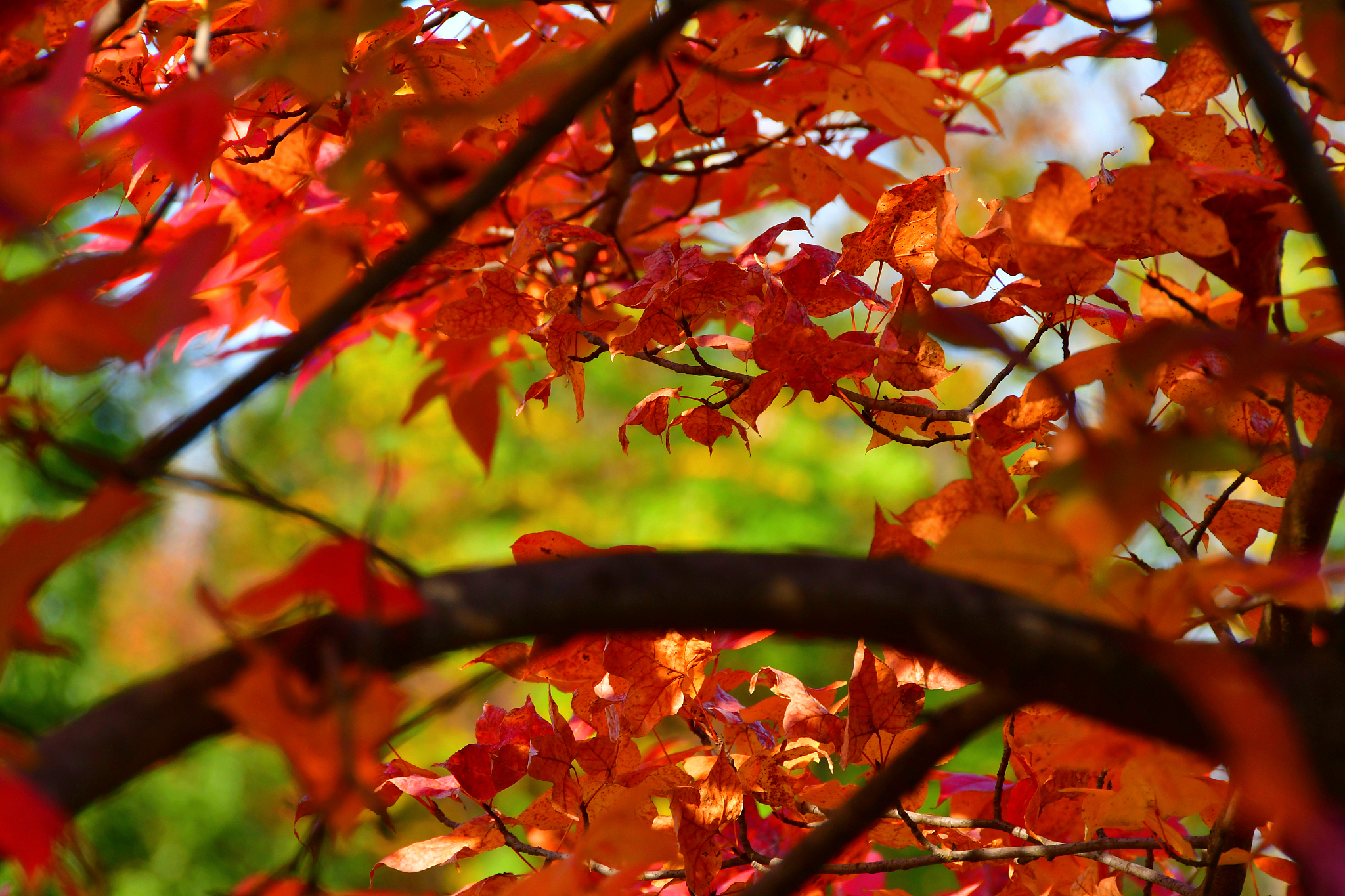 用叶子写一篇关于秋天的文章