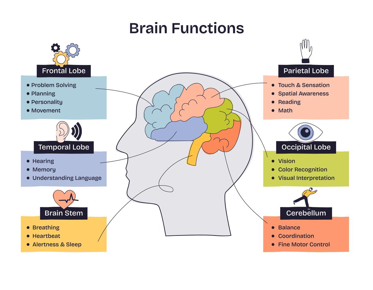 Debunking the 10% Brain Myth: Understanding Brain Complexity and Capacity
