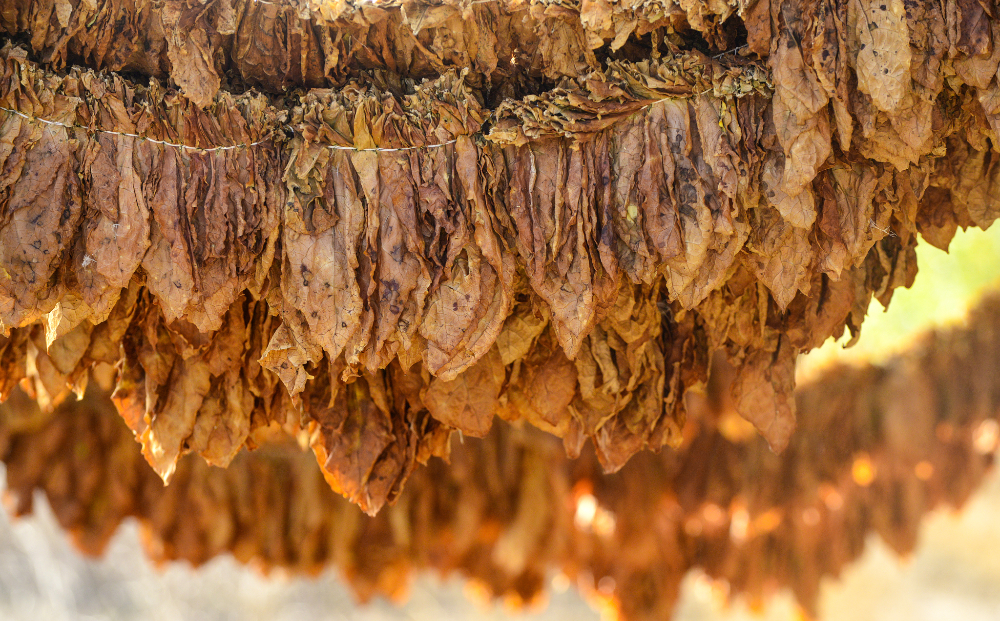 tobacco leaves druing in the shed, shallow dof