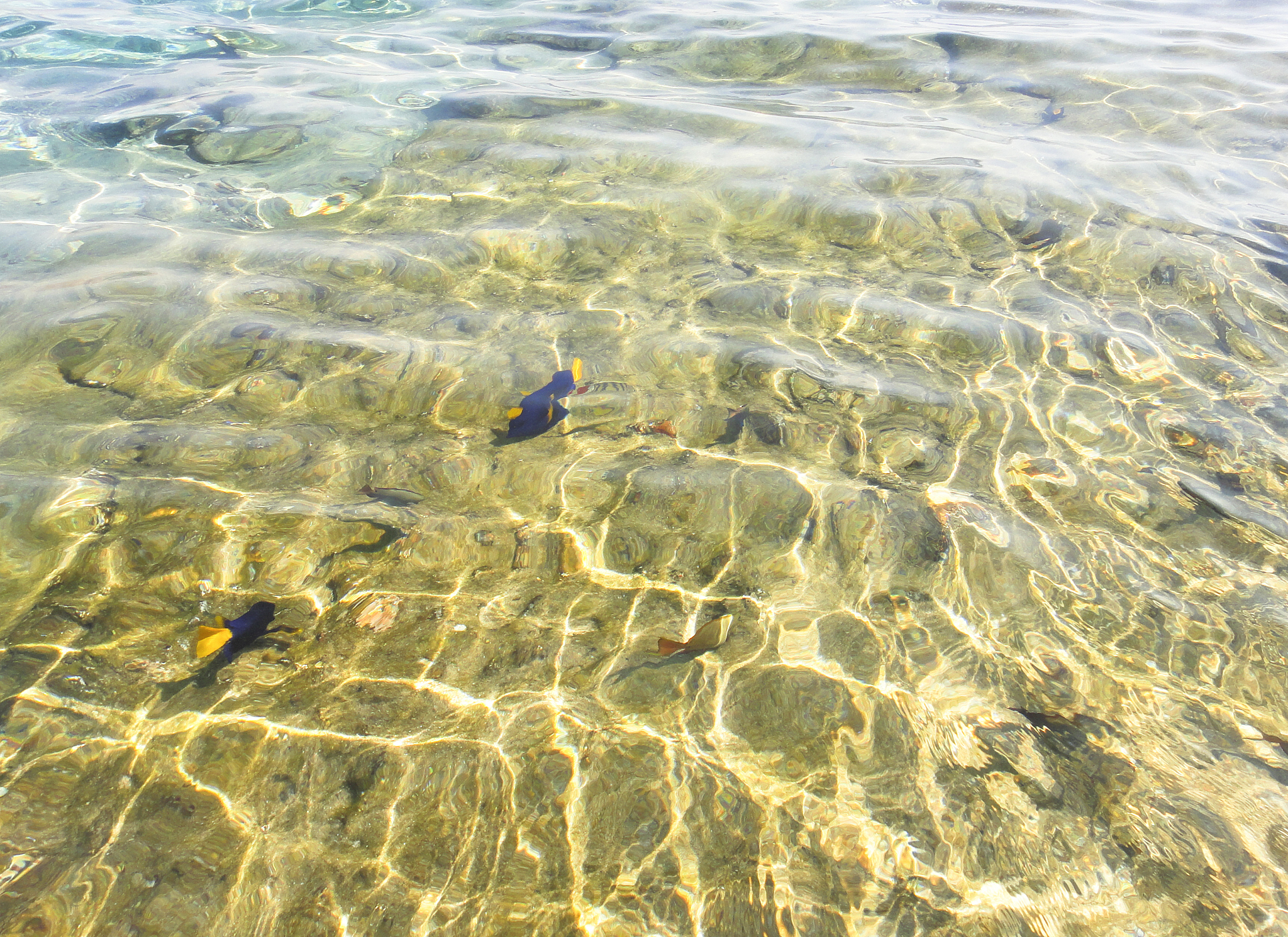 赤潮对海洋系统的破坏主要有哪些方面