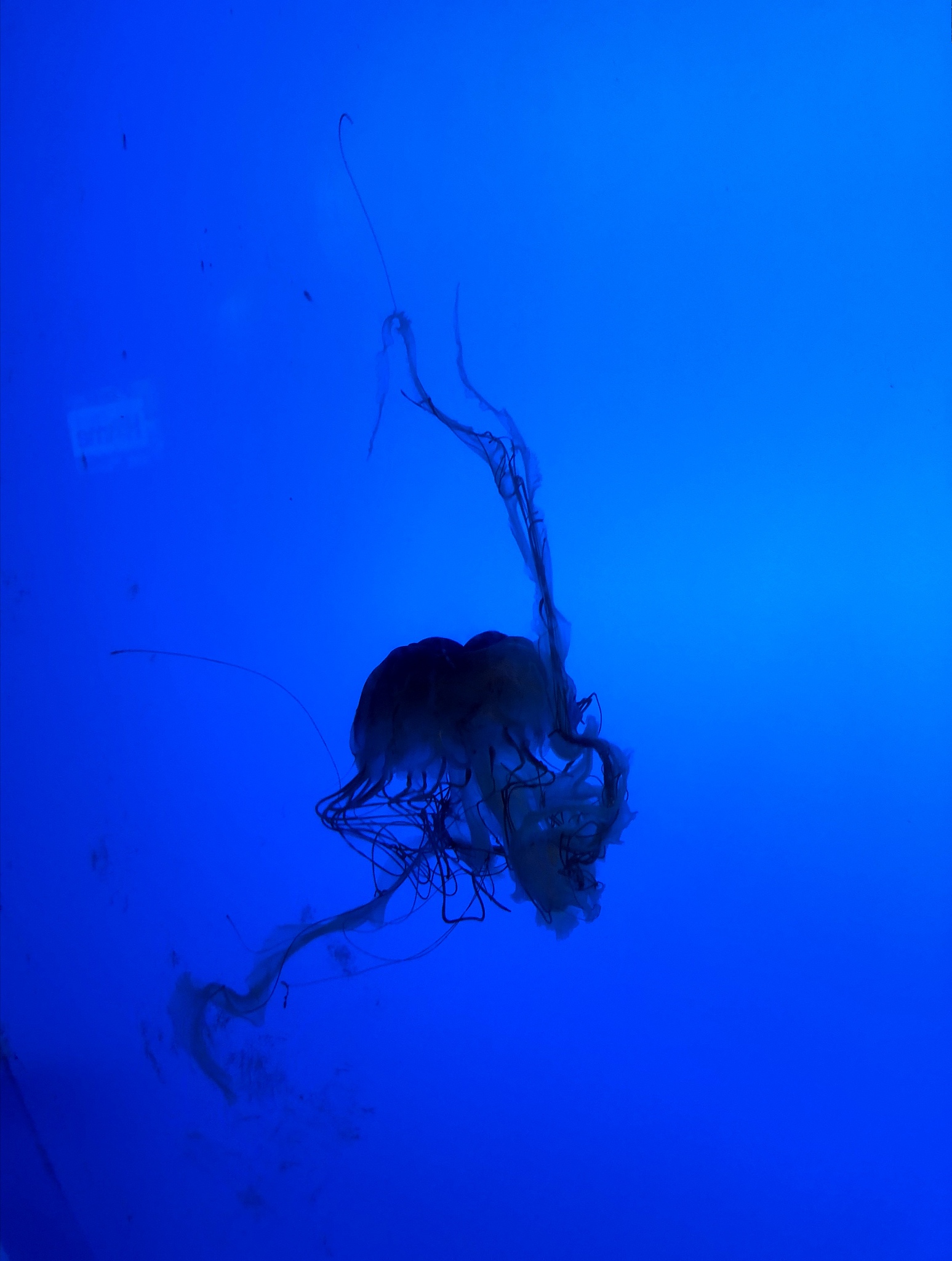 Trichodesmium spp翻译中文是什么意思