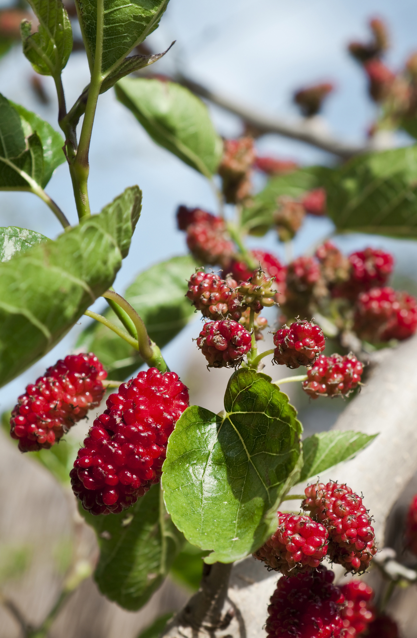 mulberry tree