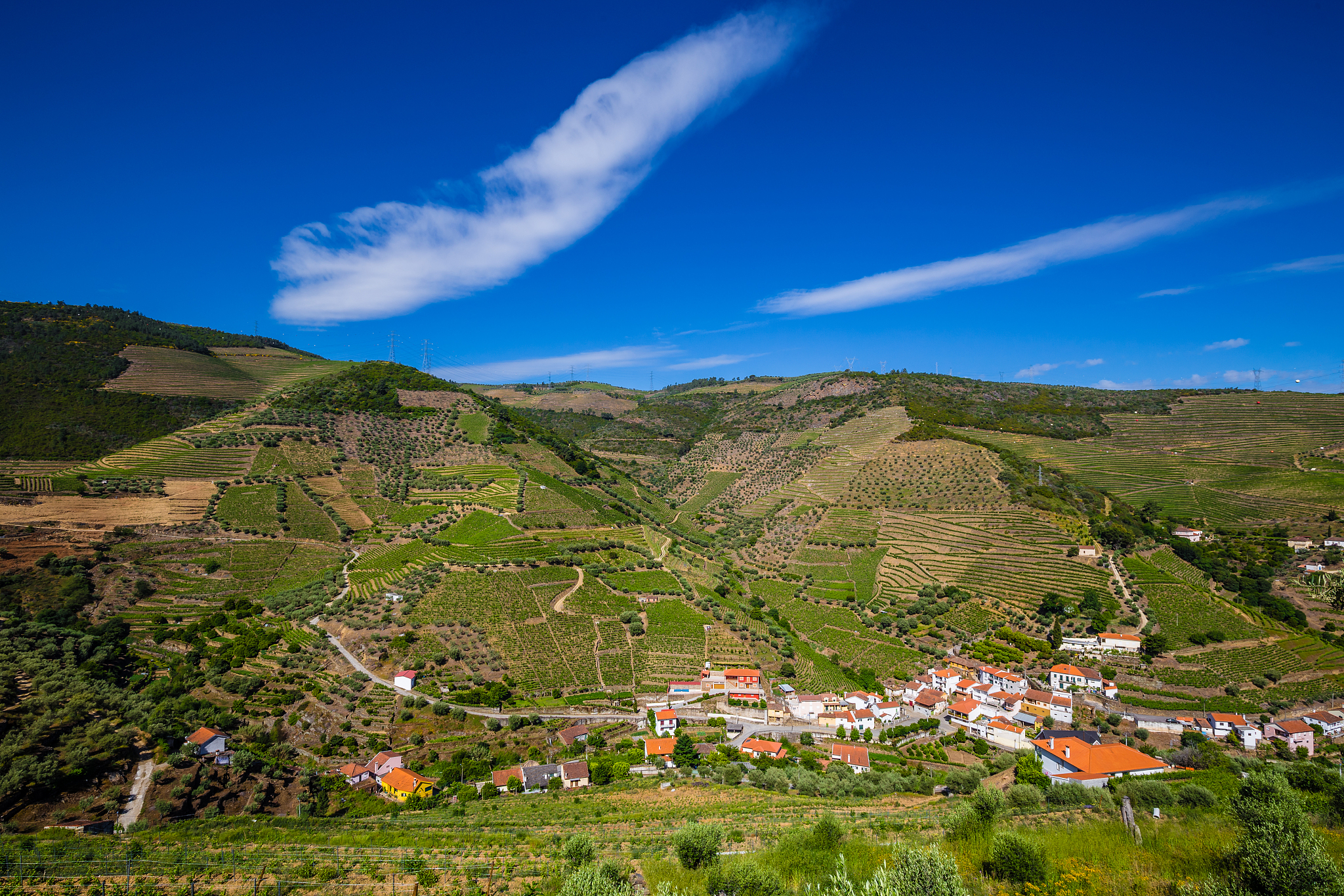 vineyards in douro valley - portugal, europe