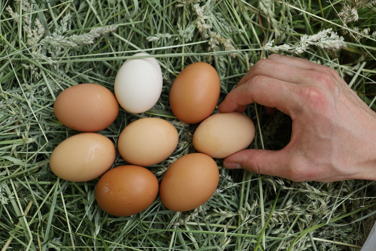 先有鸡还是先有蛋？- 探秘生物进化和哲学谜题