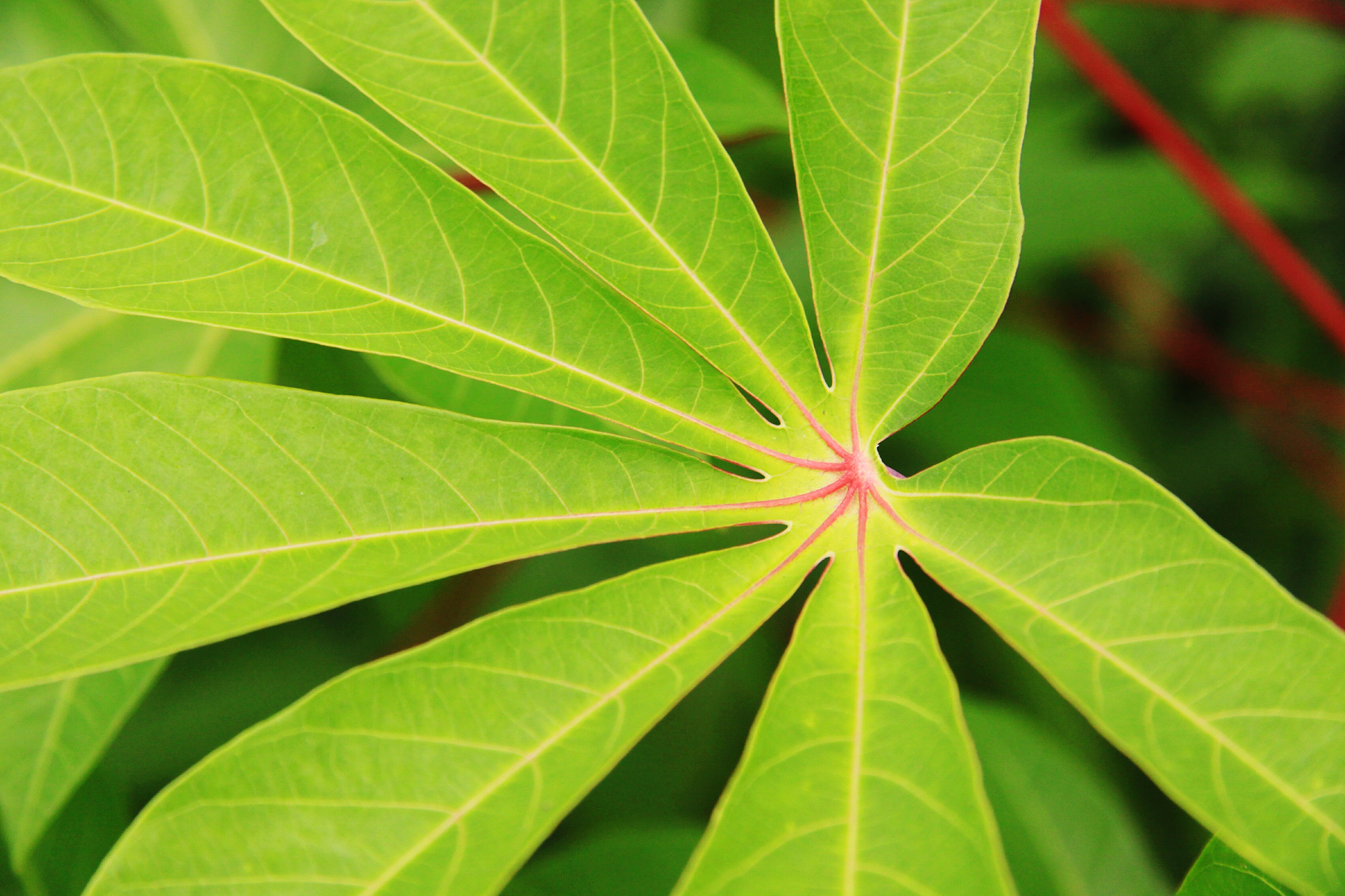 close-up of green leaves