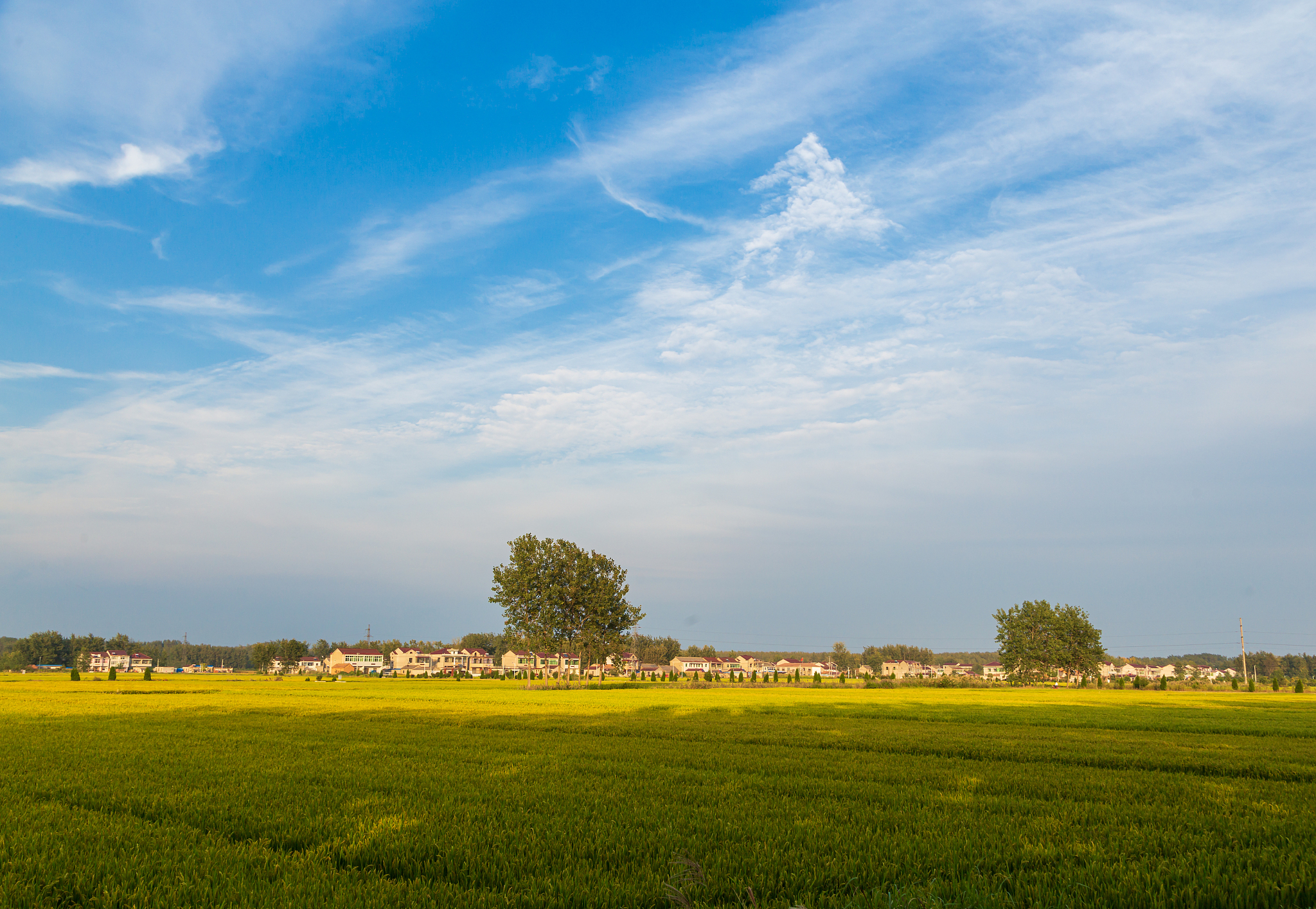 如何描写田园风景要求包括大片稻田蓝天白云微风拂面鸟语花香