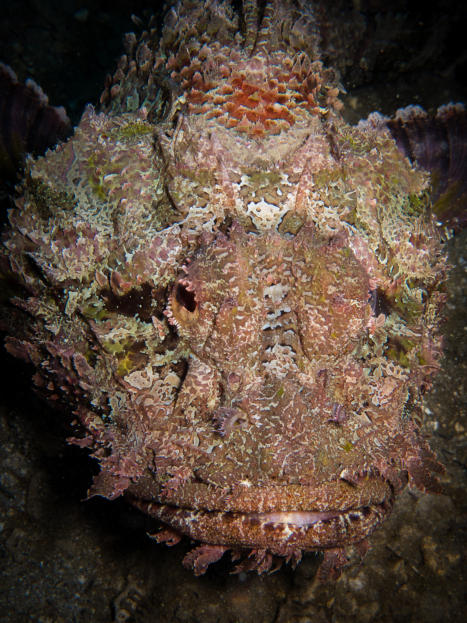 Difference in Saponins: Sea Cucumber vs. Other Marine Organisms