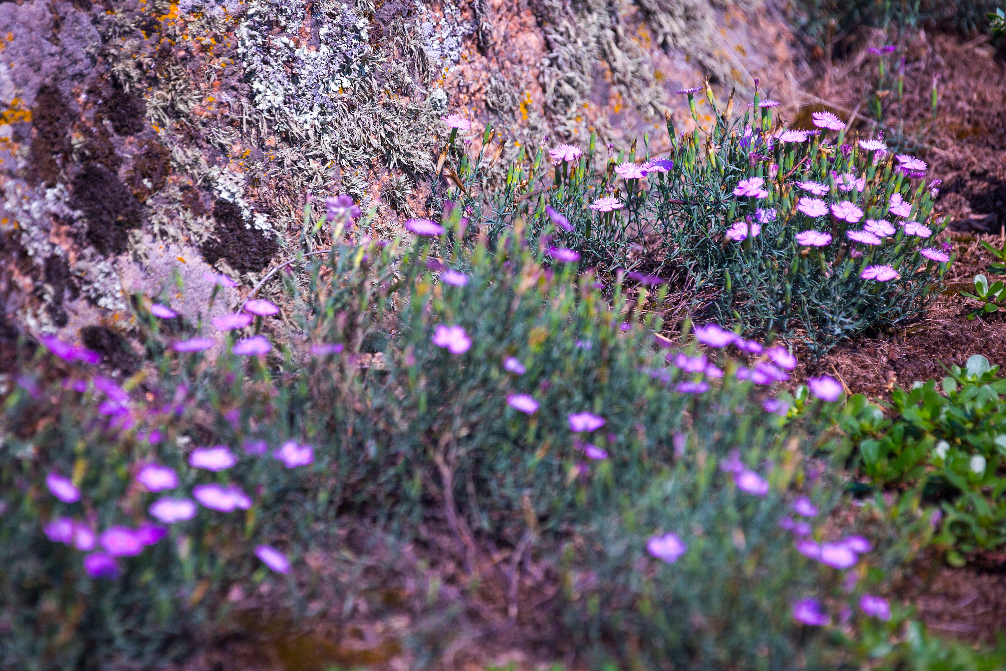 《欧洲藓类图志》分布数据查询指南 - 欧洲藓类植物分布信息网站