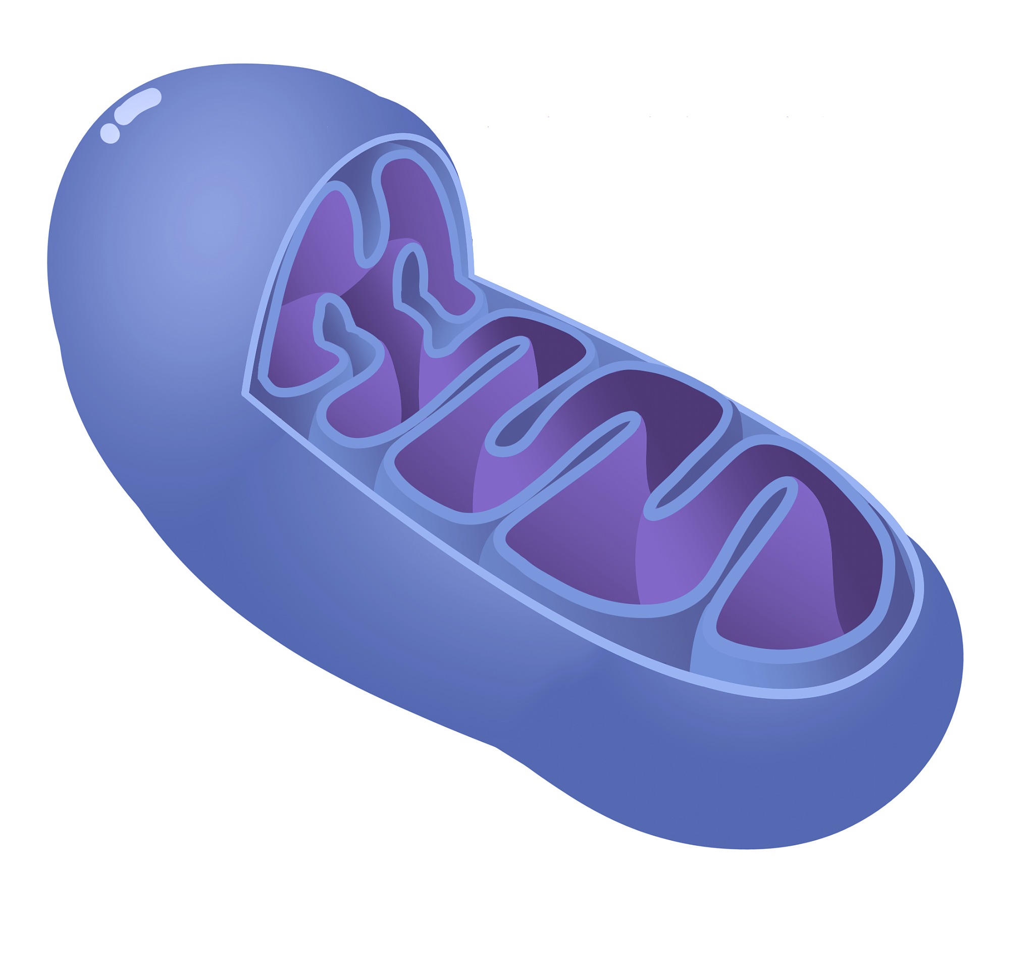 UCP-1属于膜蛋白吗