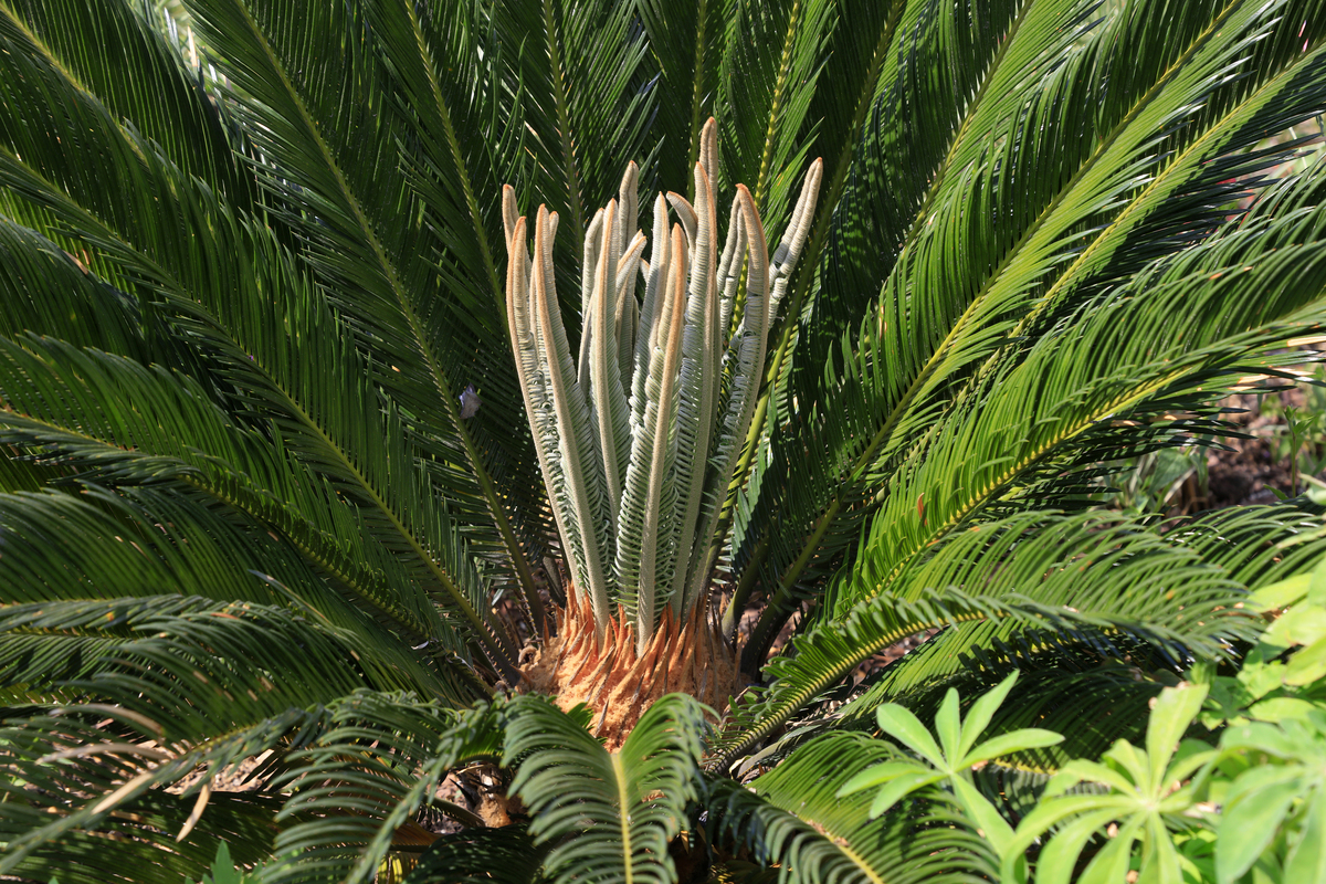 苏铁是乔木吗？解答常见疑问