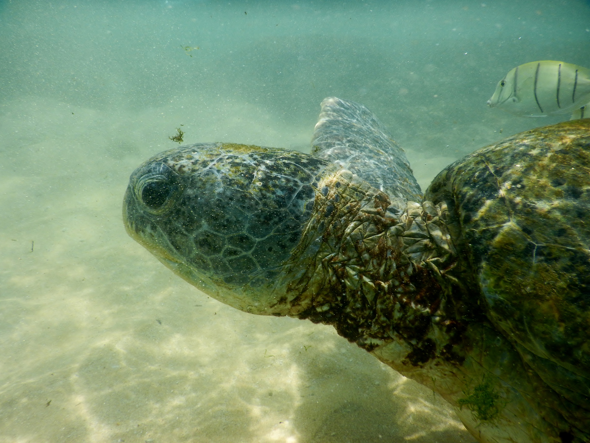 海洋生物污损：影响、控制方法及绿色技术