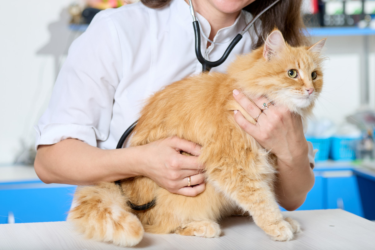 杂交猫能繁殖吗？ - 了解杂交猫繁殖的利弊