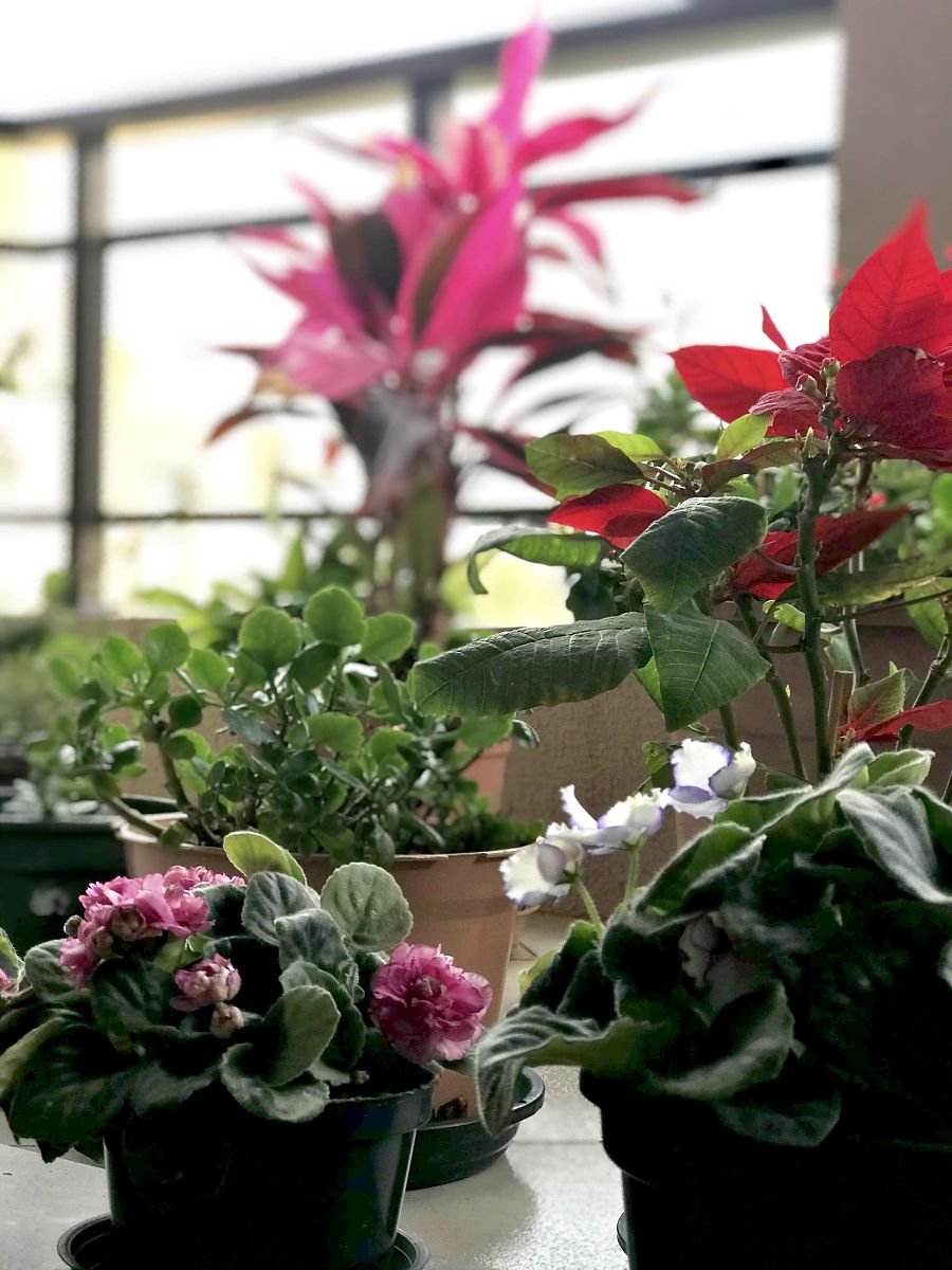 月季浇水频率：多久浇一次水？(详细指南)