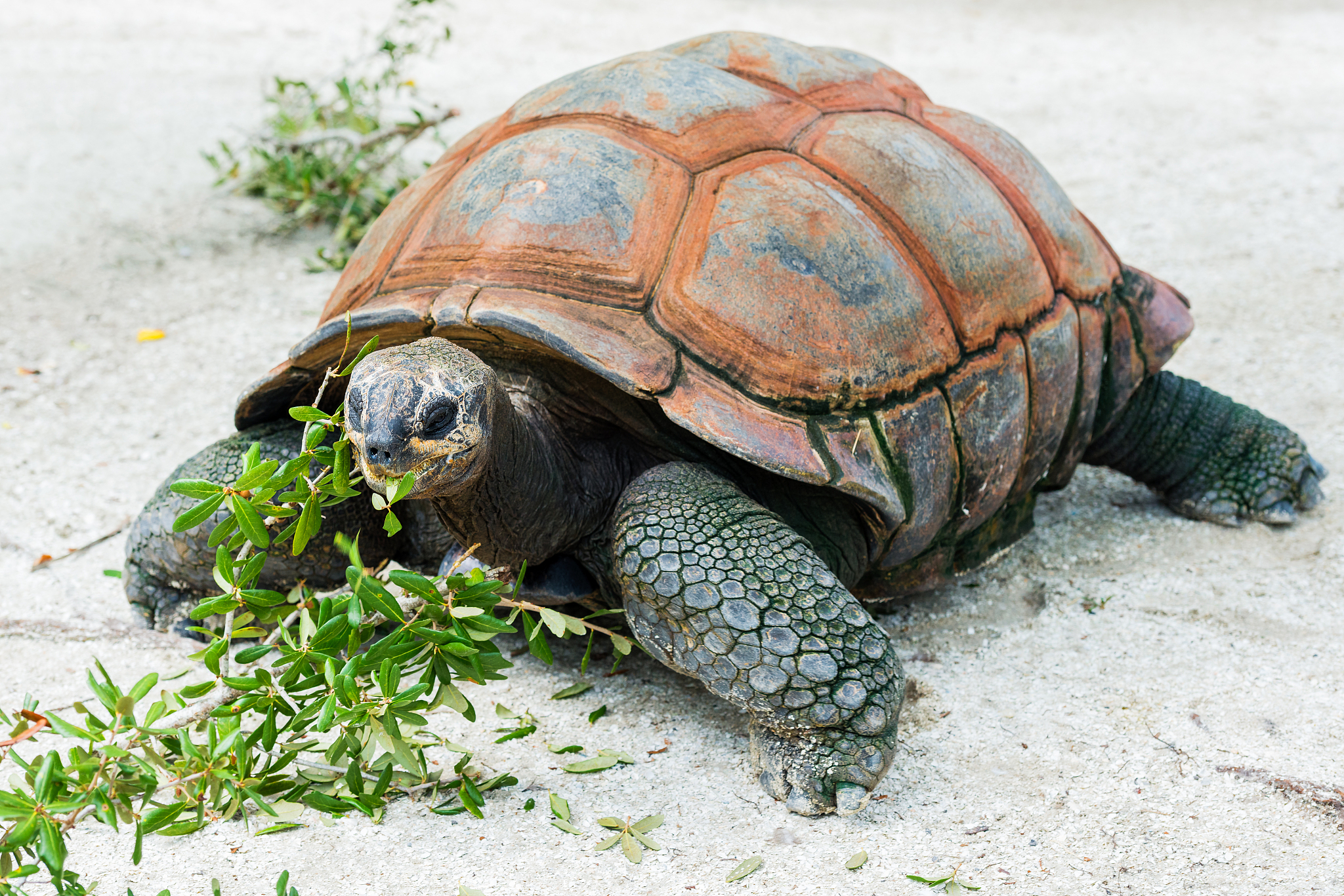 giant tortoise