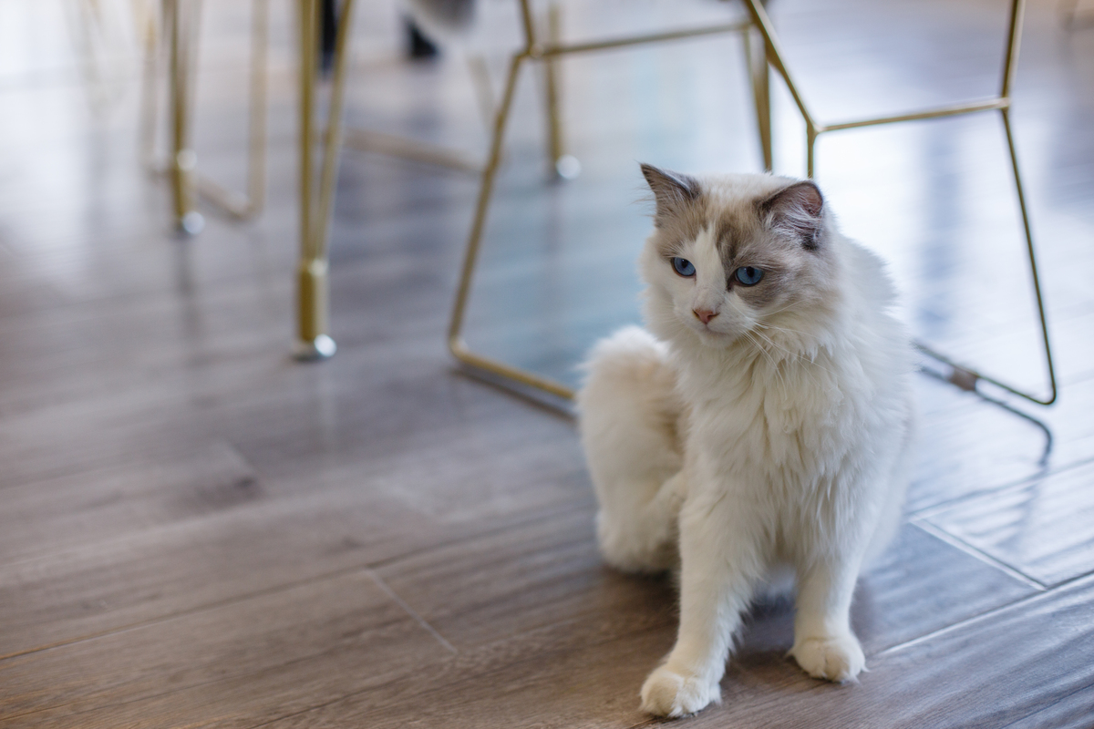 宠物的多重称呼：解密毛孩子的小脑袋瓜