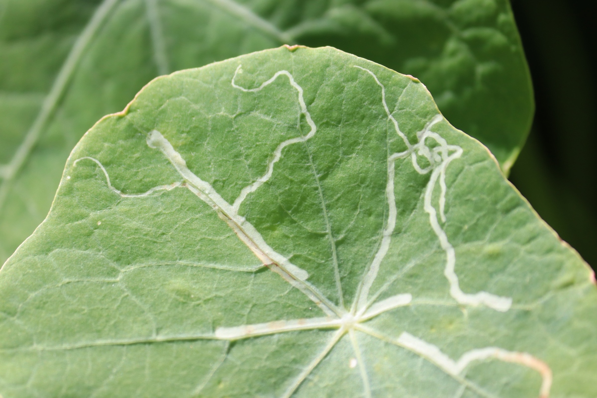 辣椒卷叶病病原菌有哪些？