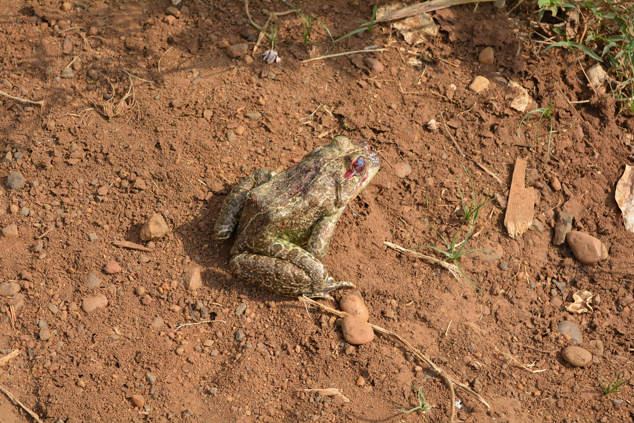 沙漠雨蛙：沙漠中的萌物奇兵