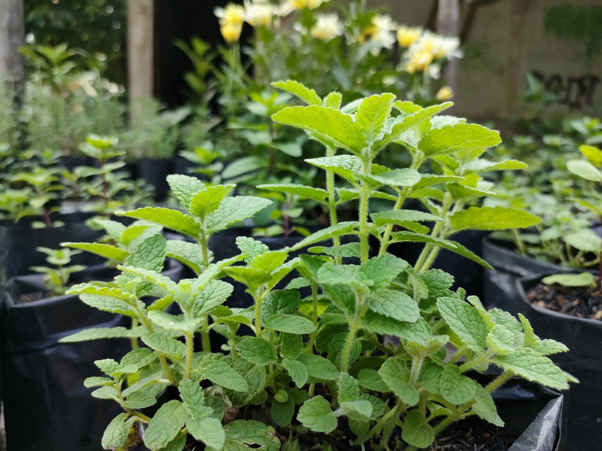 薄荷种植指南：浇水频率、光照、土壤及其他