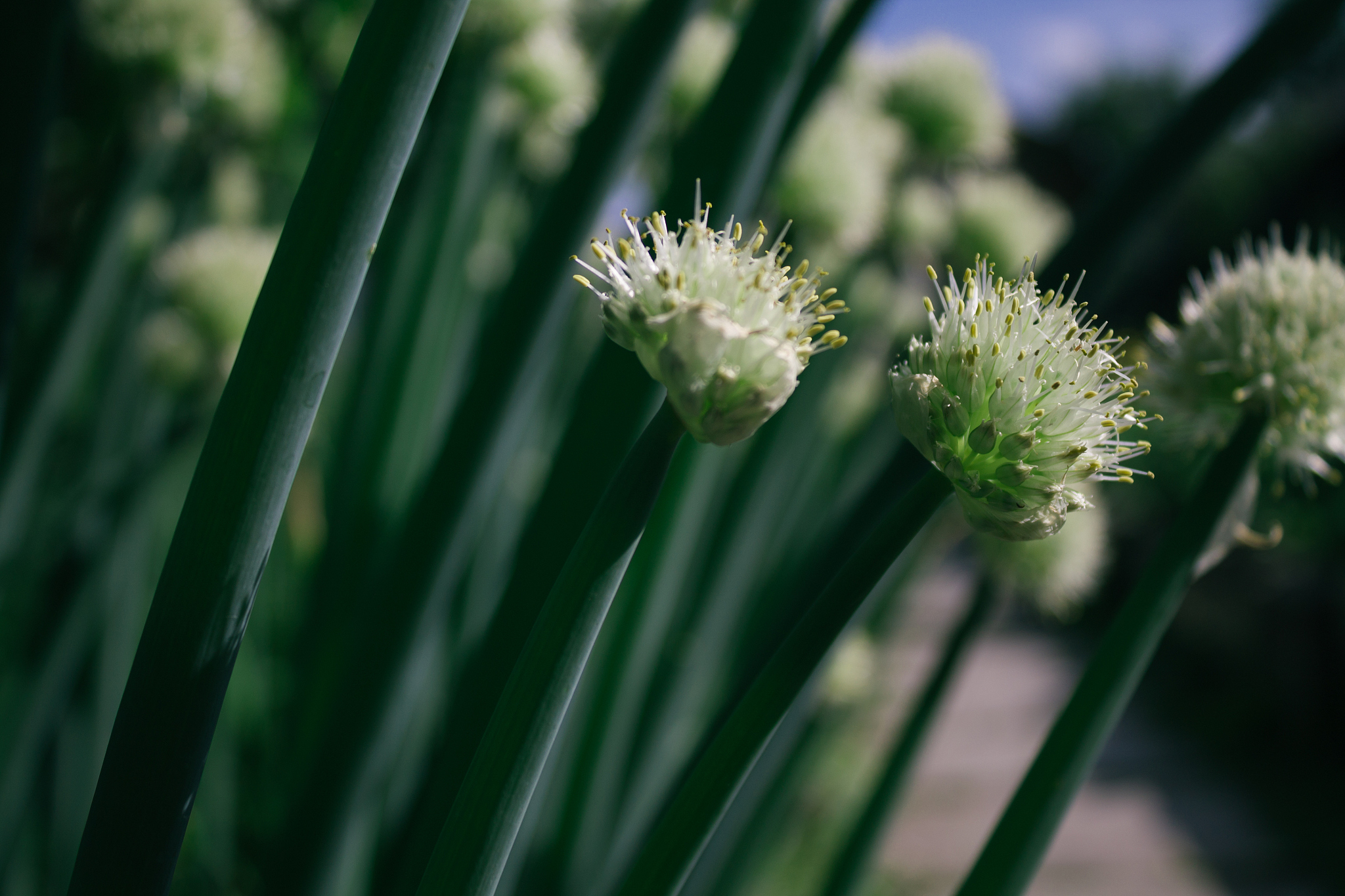 stalks of green onions