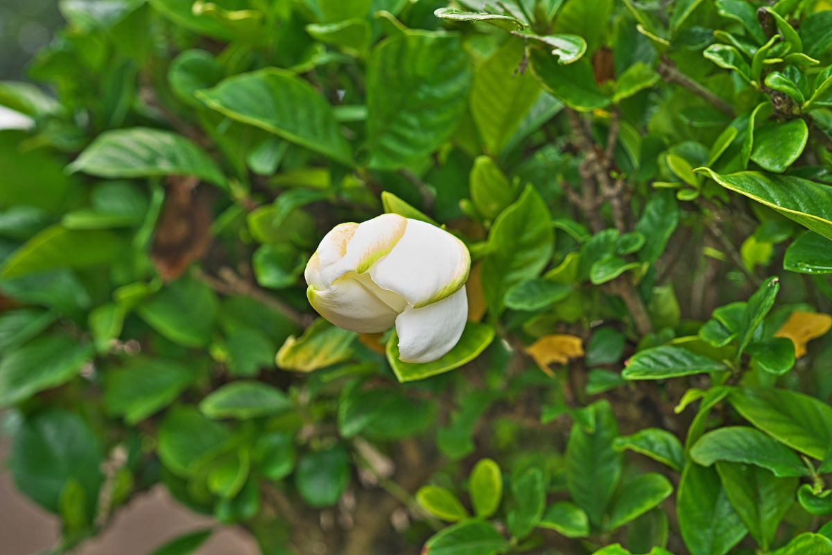 栀子花烂花苞黄叶怎么办？教你解决方法