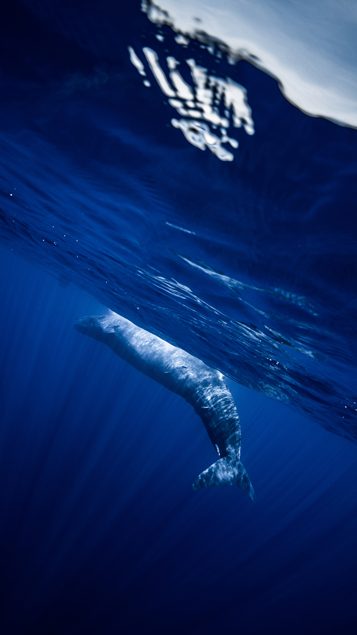 一鲸落万物生 的反义词：一鲸毁于万物