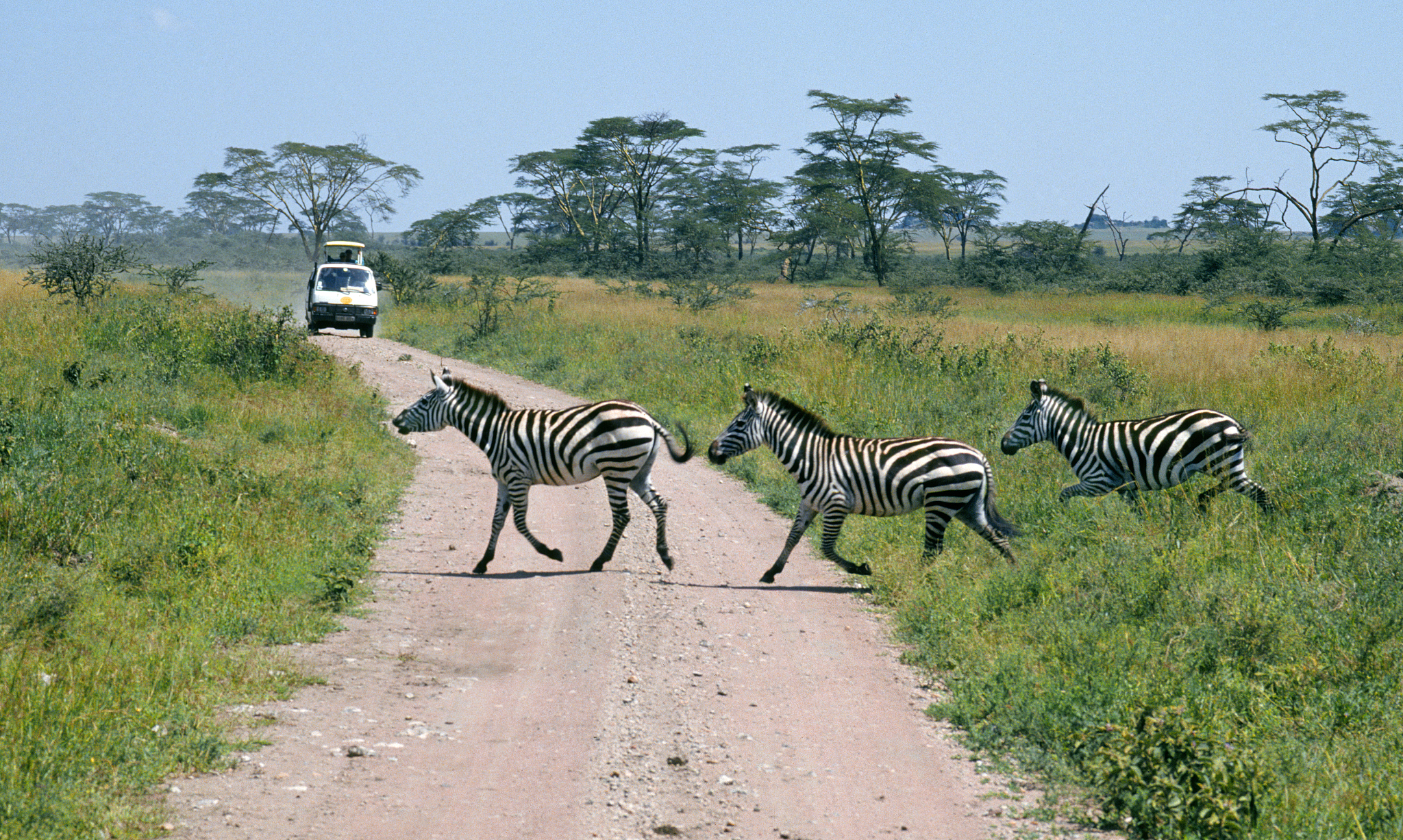 african zebrs on safari