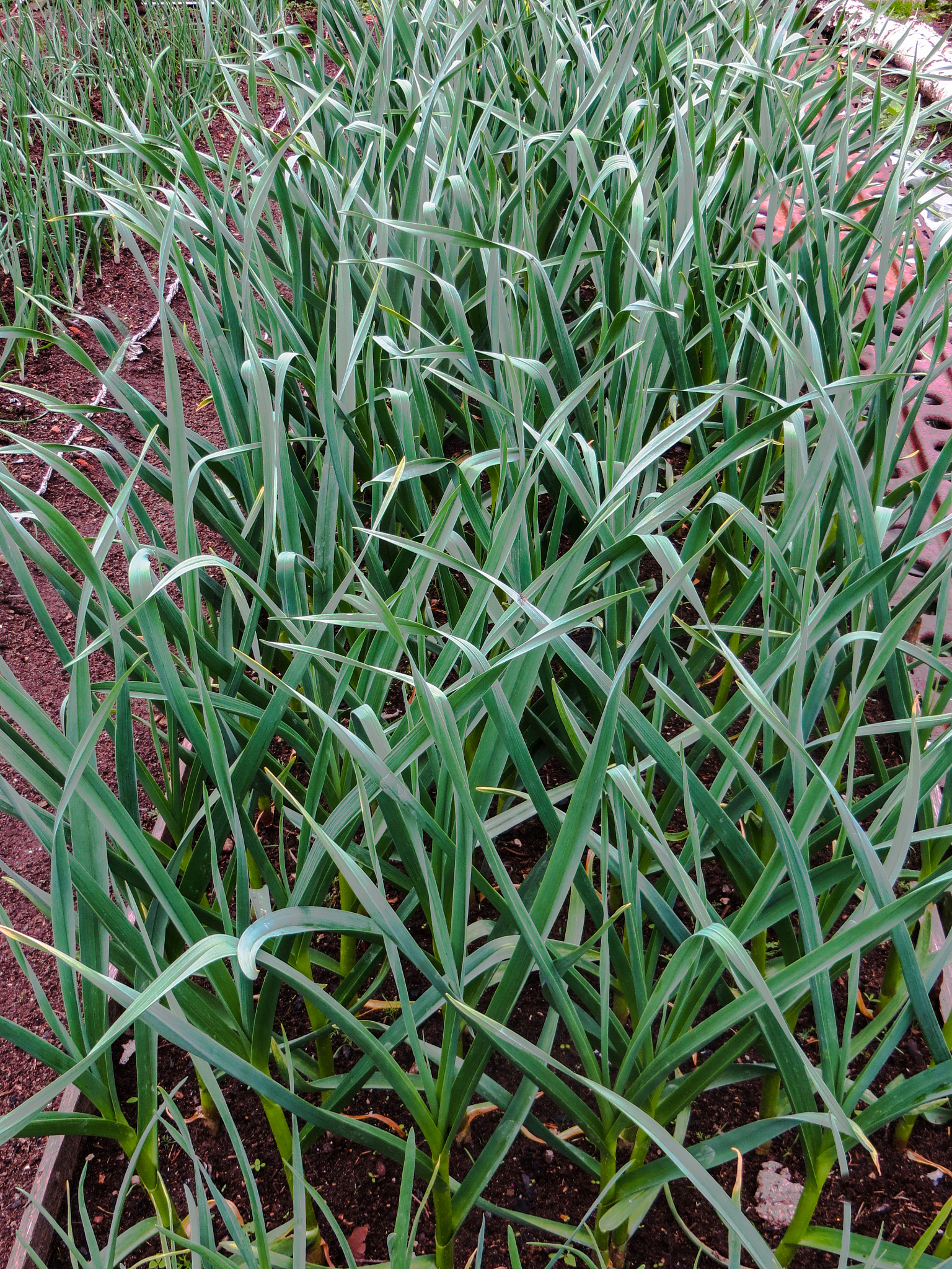 green stalks of garlic on the ground in spring close-up.