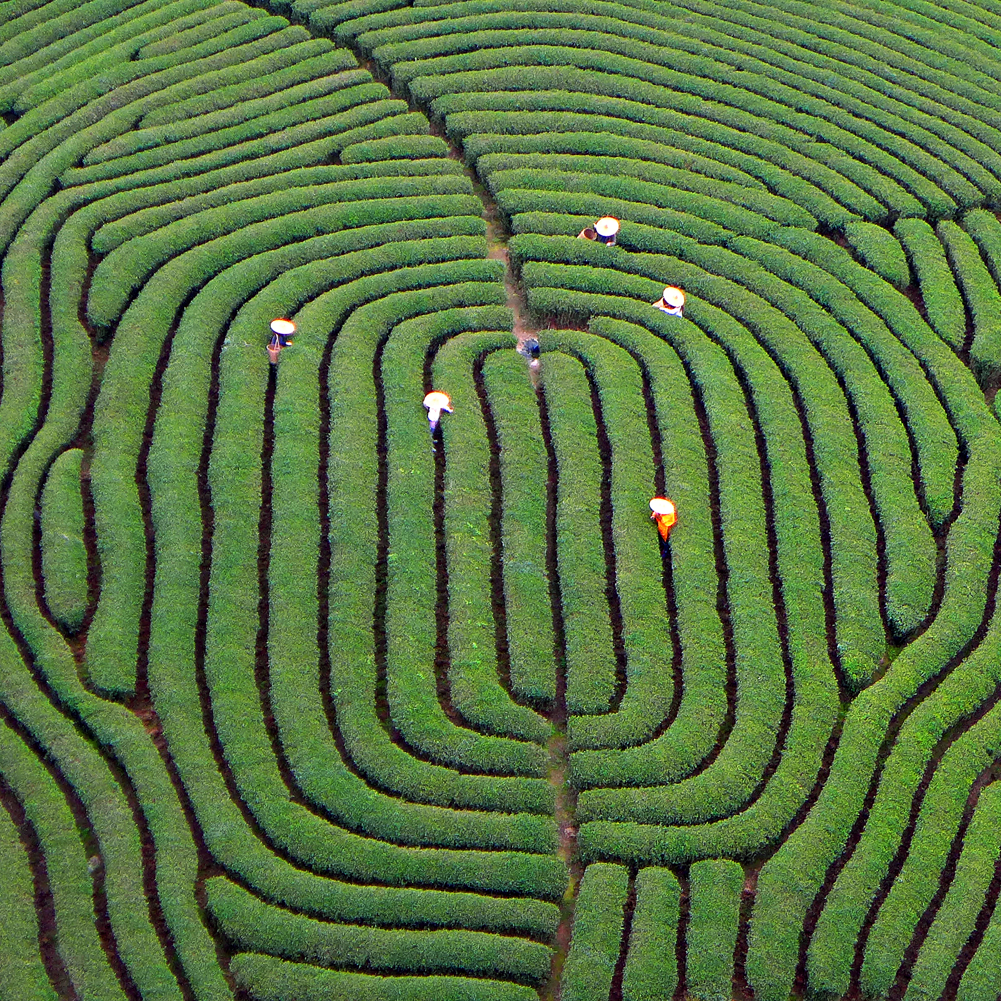 茶园种植区：产业化改革成就高品质茶叶