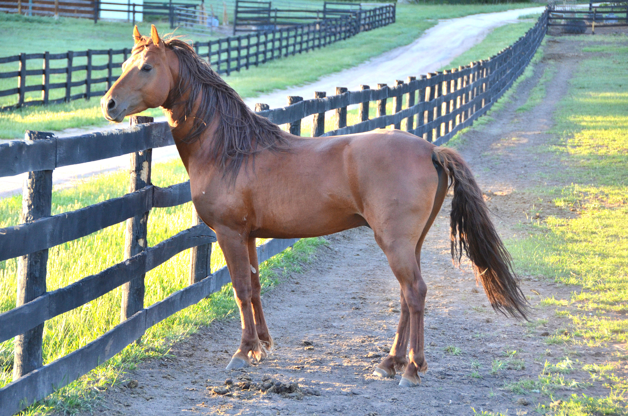 horse