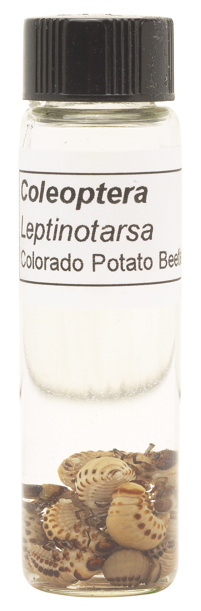 Makeup Organizer Large Capacity Organizers Make Up Organizers and Storage with Drawers Makeup Organizer for Vanity for Makeup Brush Nail Polish and Beauty Supplies White Clear翻译成意大利语