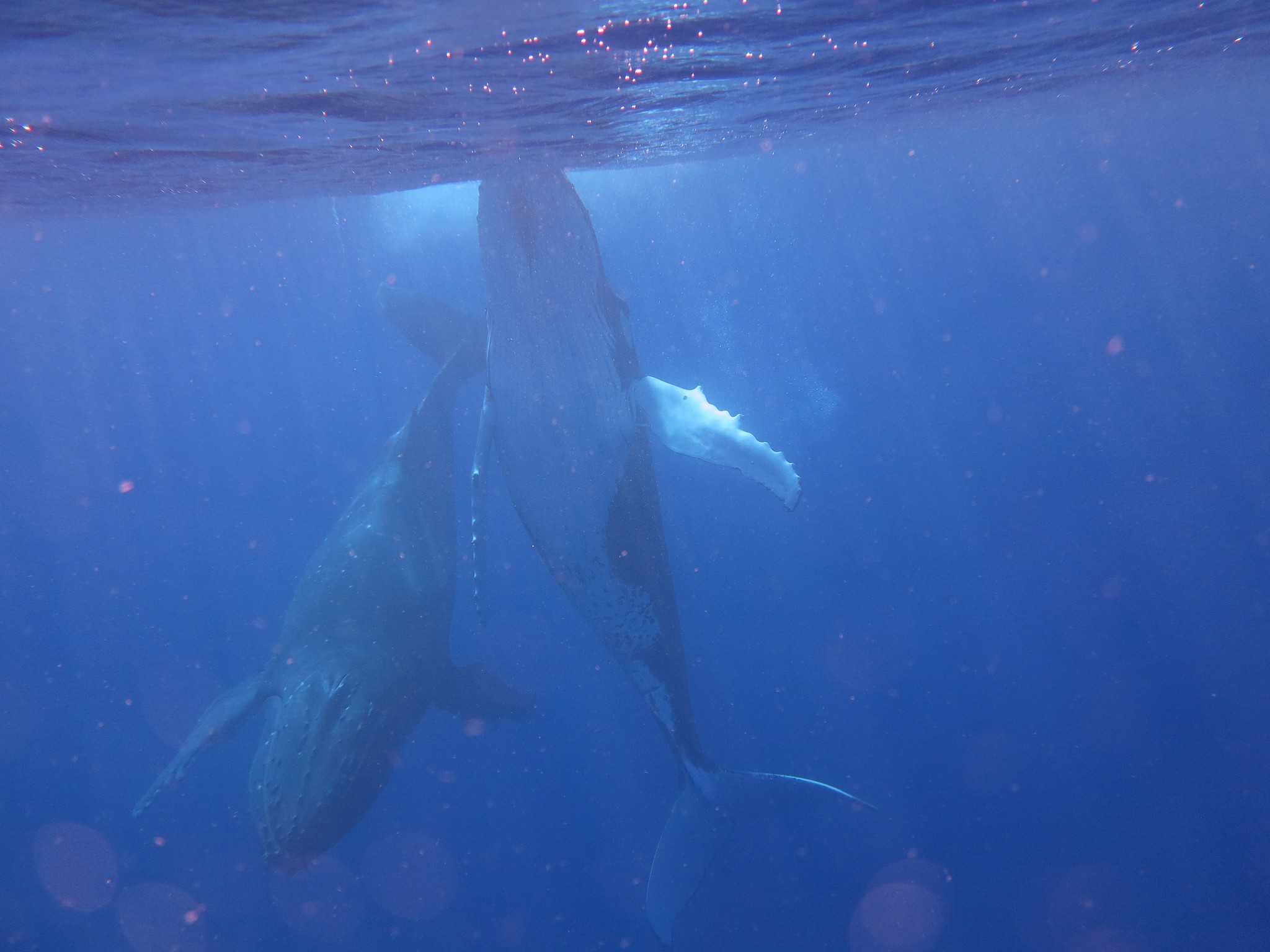 身体密度最大的动物是哪种？