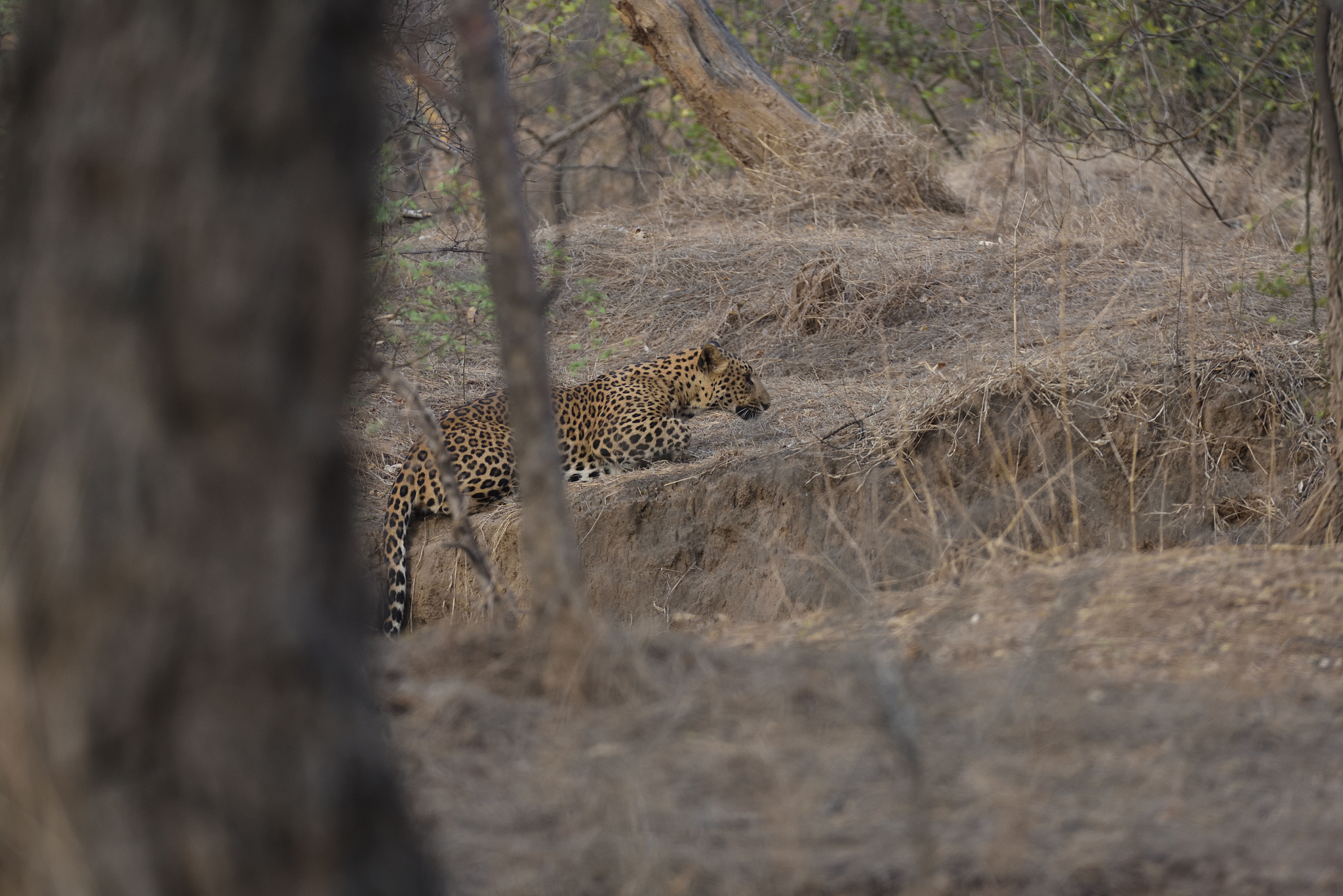 leopard (panthera pardus)