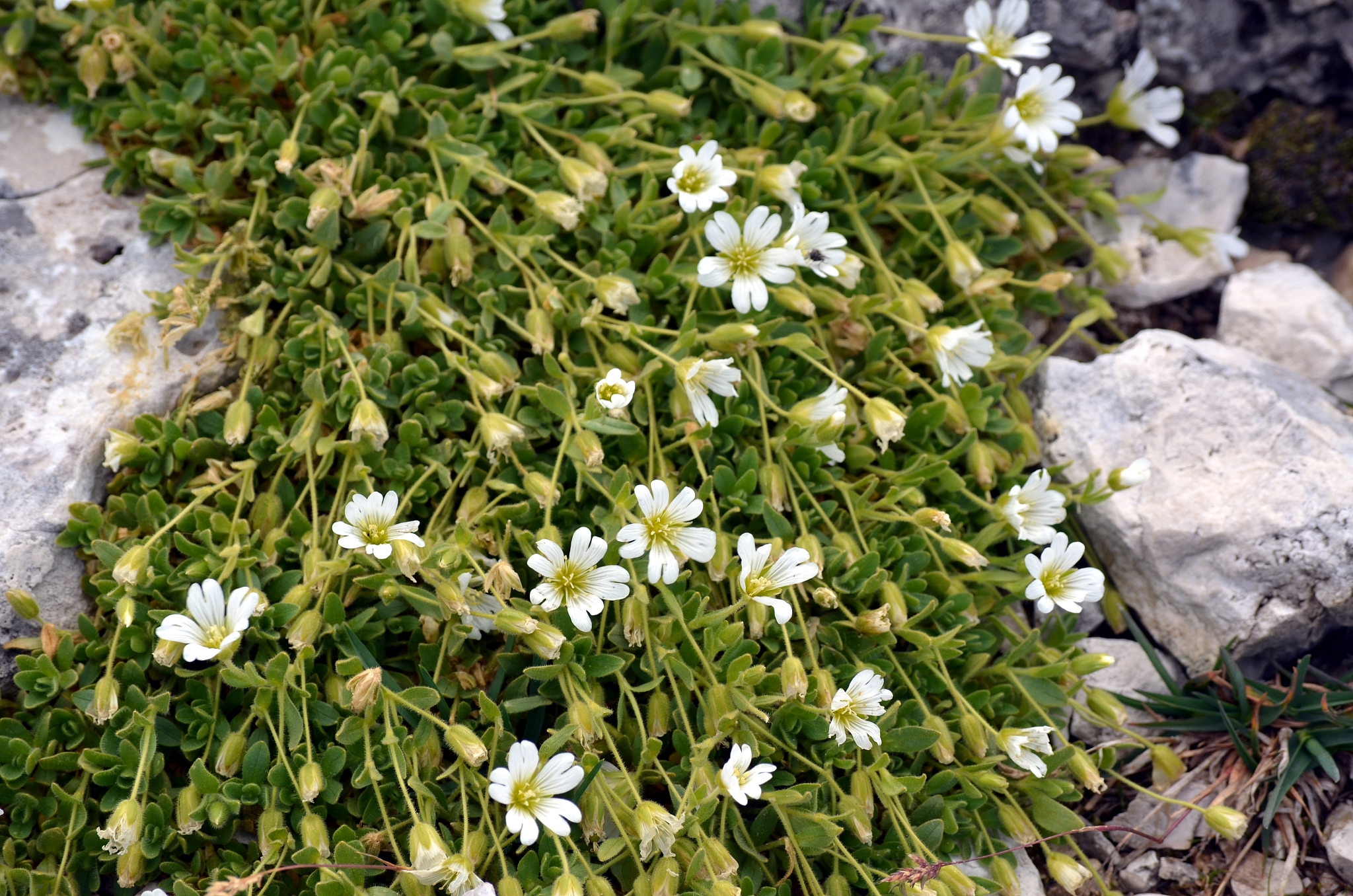 舂天山坡上雪里长的一干白花叫啥花回答及拓展