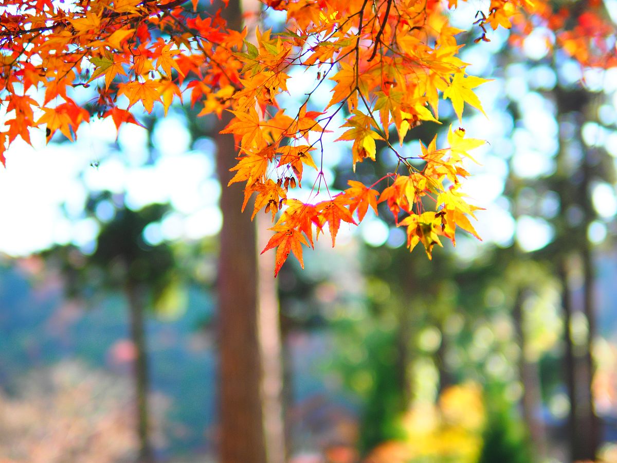 为我写一首赞美秋天的诗歌