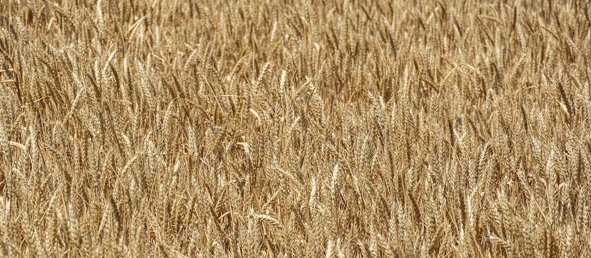 写一首表达爱情情绪的中文乡村歌曲歌曲表达的主题为勇气歌词结构为verse1、verse2、Pre-Chorus1、chorus1、chorus2、verse3、verse4、chorus3、Bridge1、chorus4并确保chorus1、chorus2、chorus3、chorus4、verse5、Pre-Chorus2、chorus5、Bridge2、歌词不重复每段歌词结尾使用中文yanyu