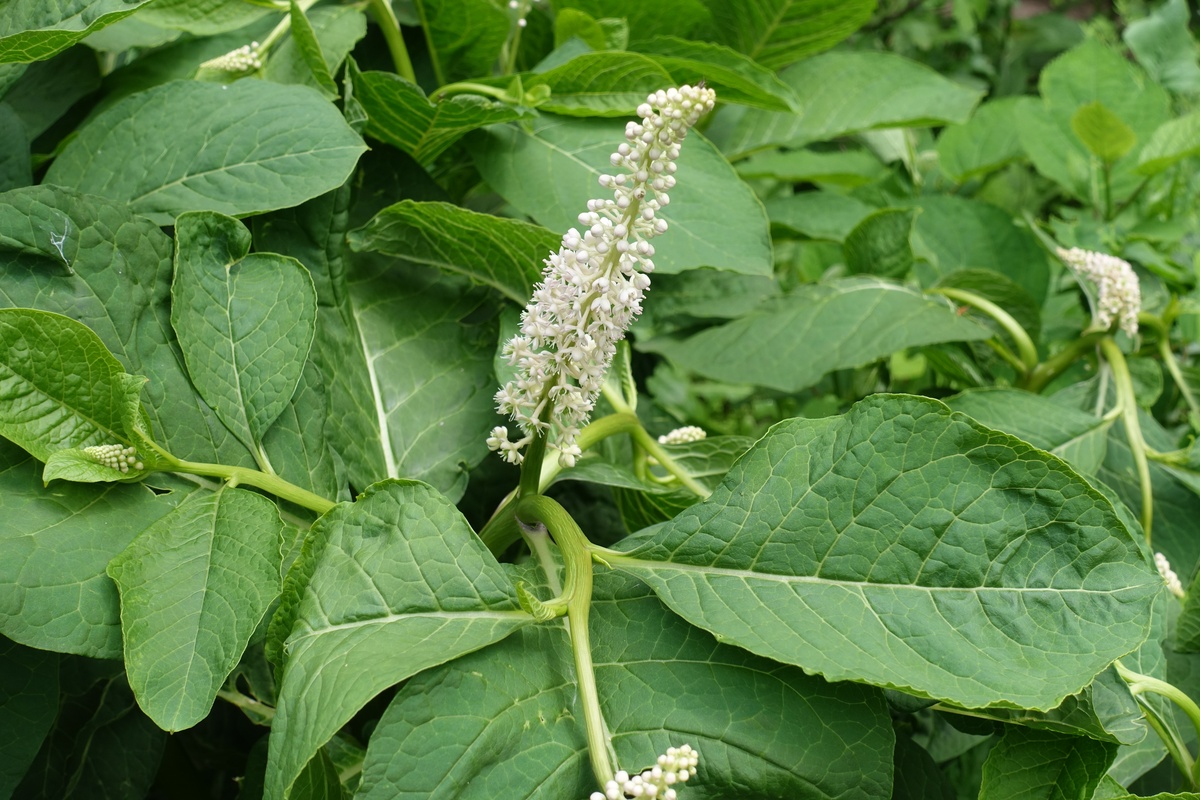 六月的商陆花和花蕾